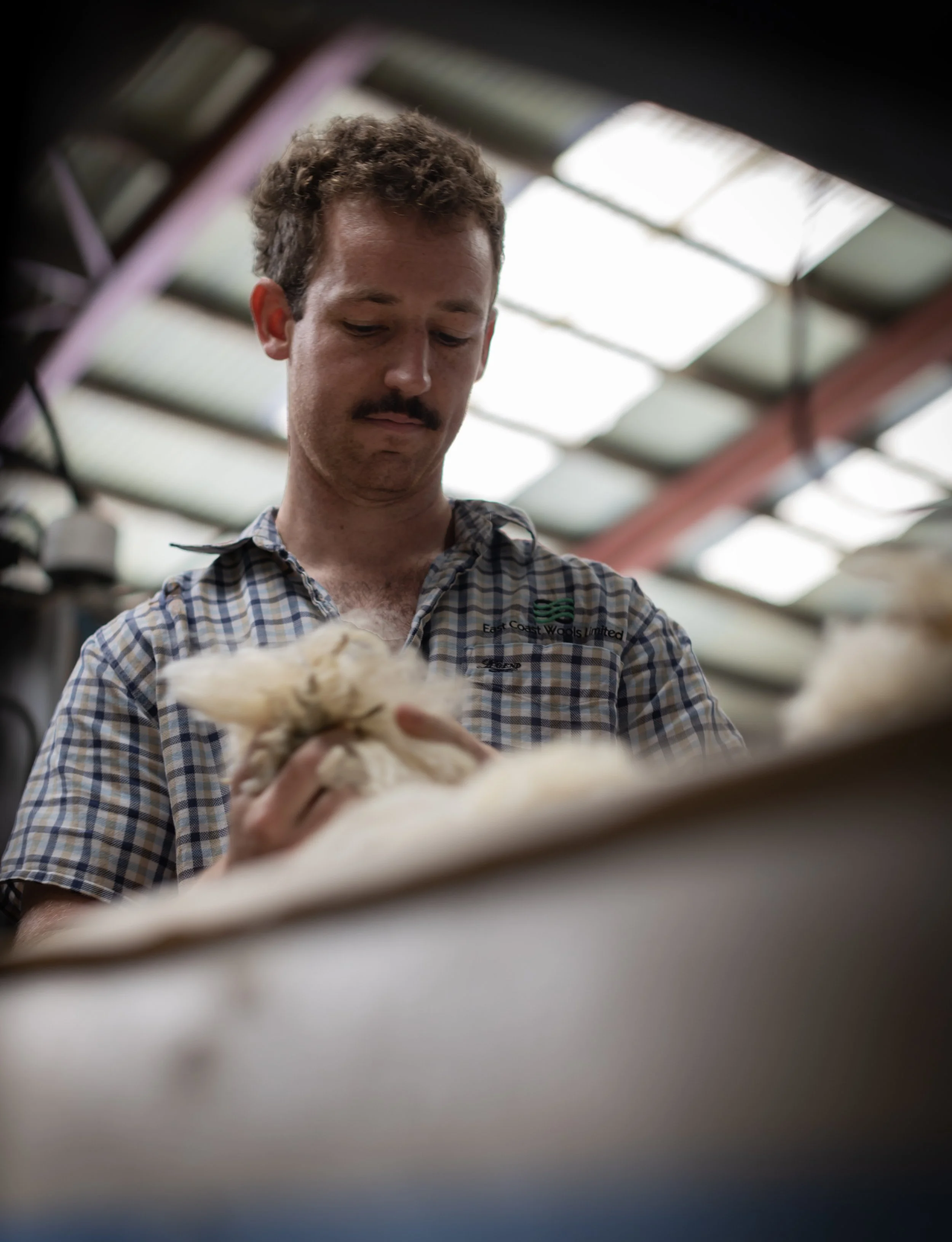 Wisewool™ vs Organic Wool: What’s the Difference?