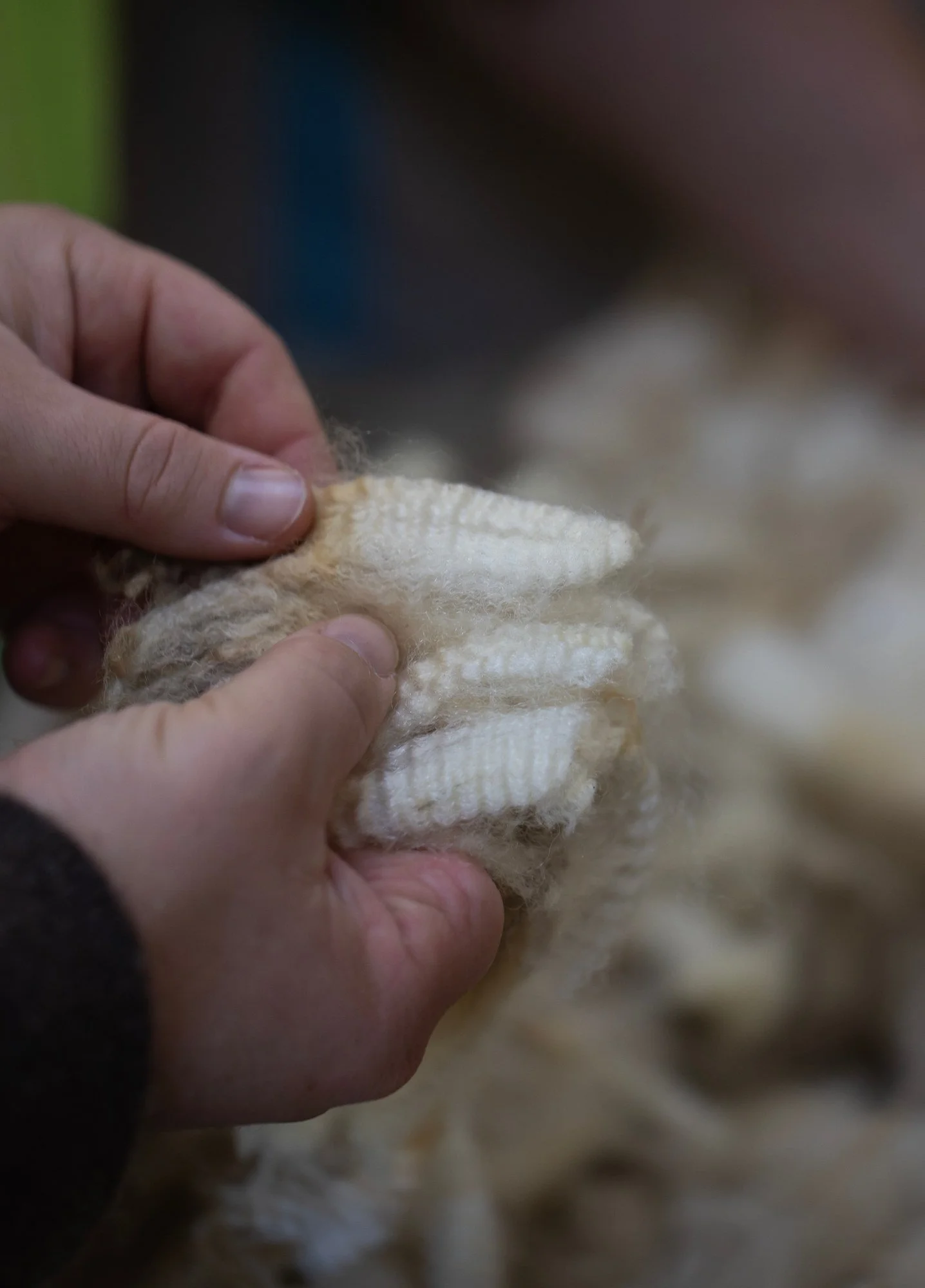 Wool fibre is measured for staple length as part of Wisewool™'s quality checks before processing.