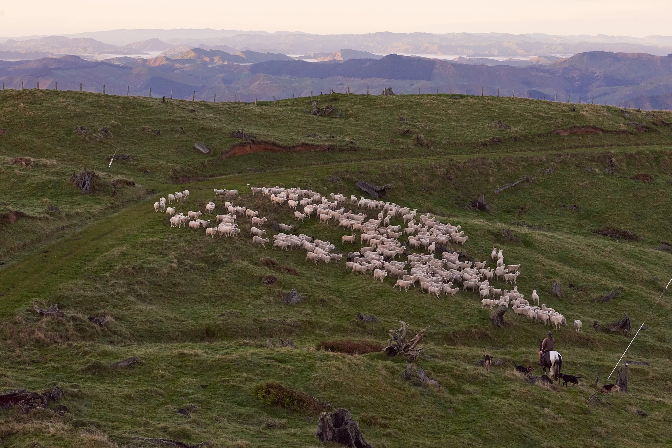 Sheep grazing on Tombleson Farm, Gisborne, New Zealand.