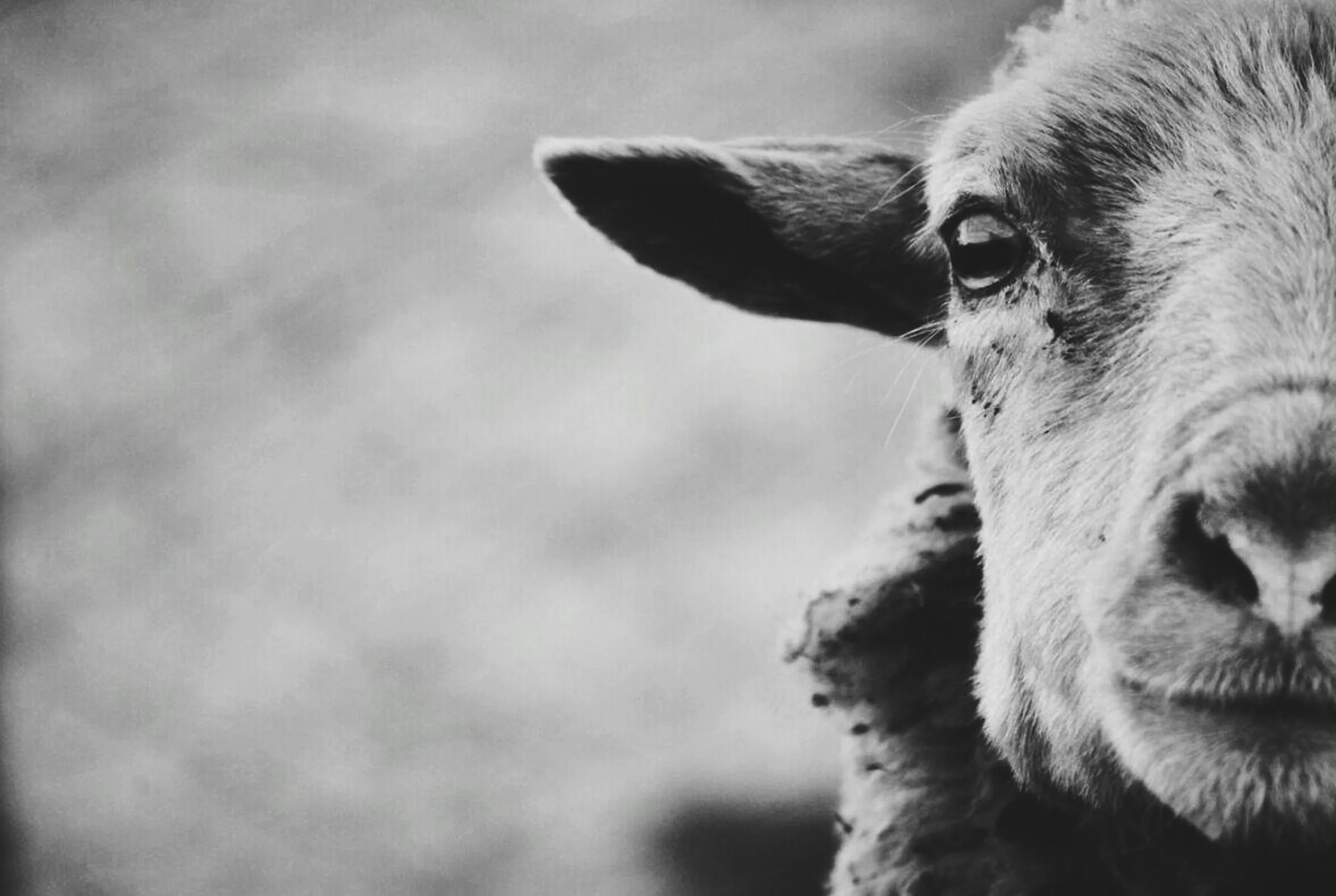 Black and white photo close portrait of a sheep, the source of Wisewool™'s strong wool.
