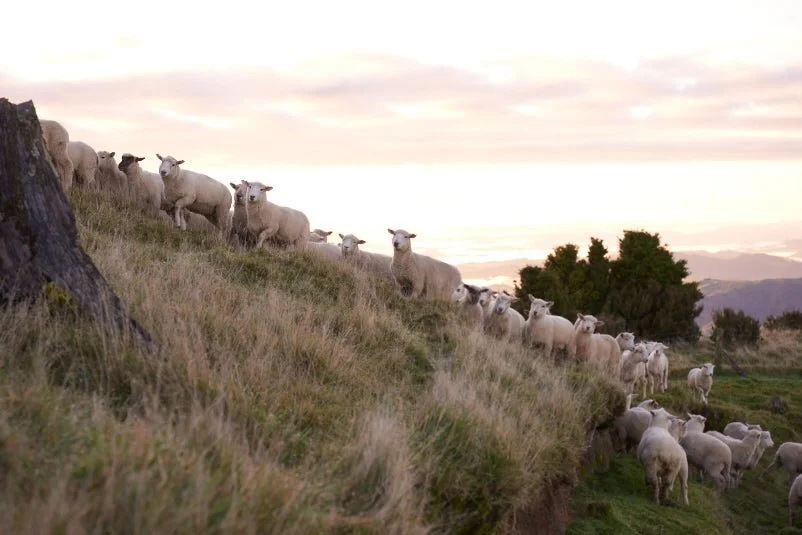 Sheep on Aerial Station