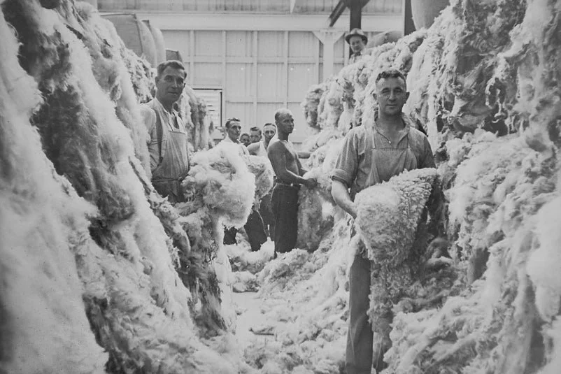 Historical photo of workers sorting wool fleeces in Gisborne, New Zealand in the 1950s.