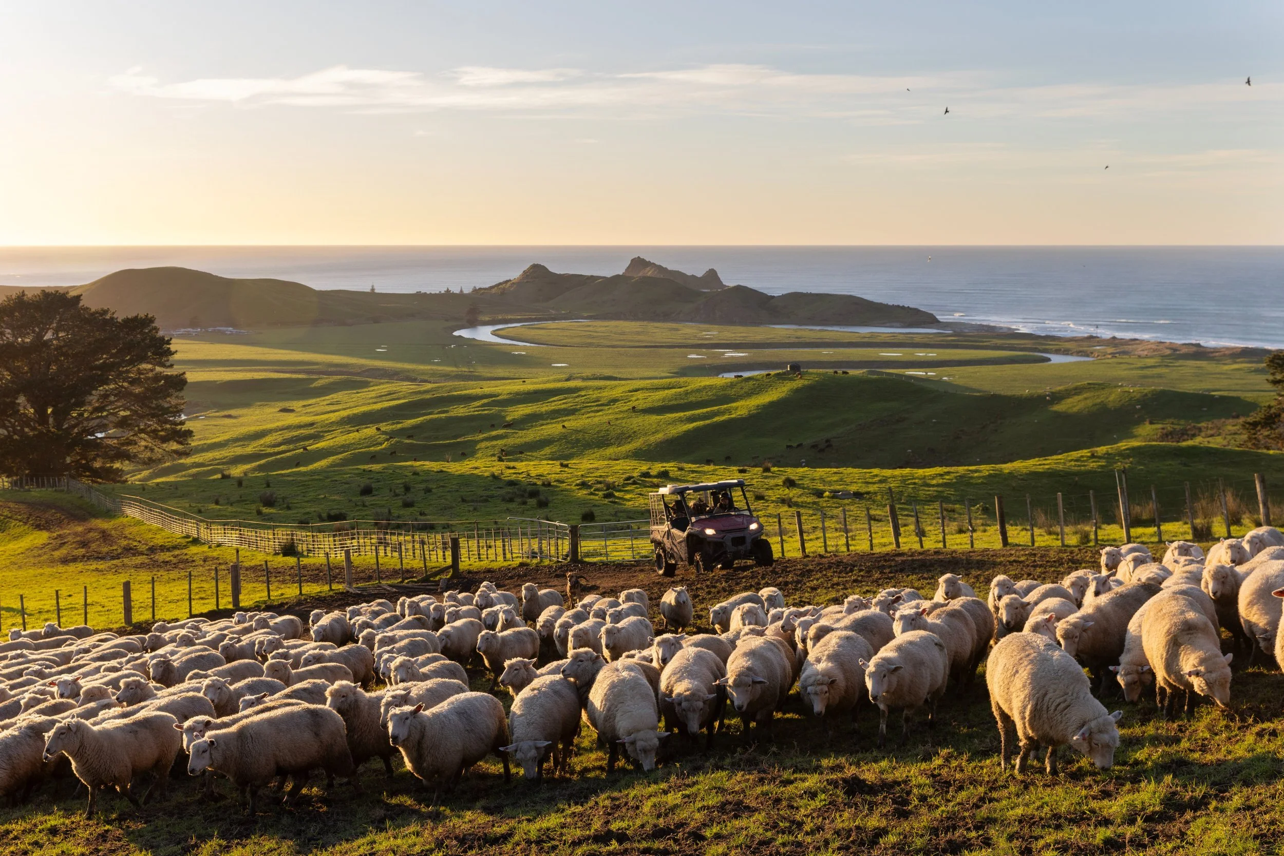 Sheep grazing on the coastal pasture at Whitiwhiti, Whangara Farms, with rolling hills and ocean views.