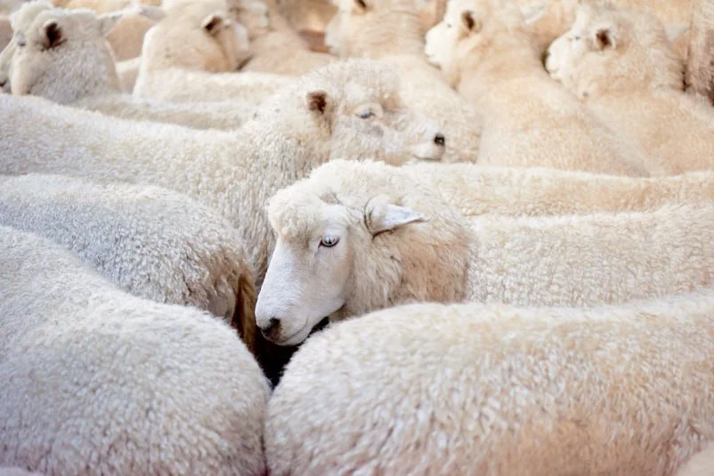 A flock of sheep, the source of New Zealand strong wool.