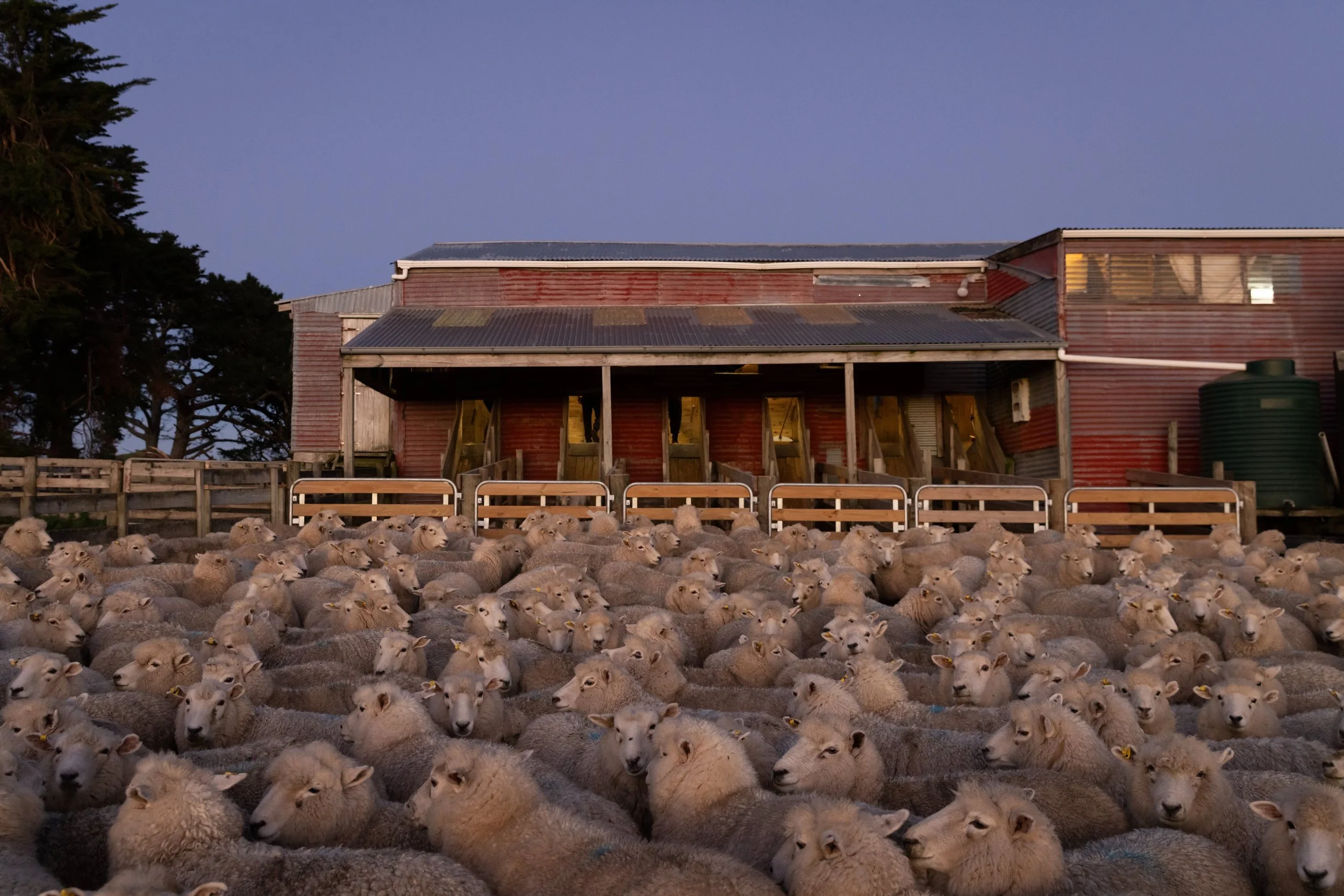 A large flock of sheep outside the red barn at Whitiwhiti, Whangara Farms, one of Wisewool™'s wool suppliers