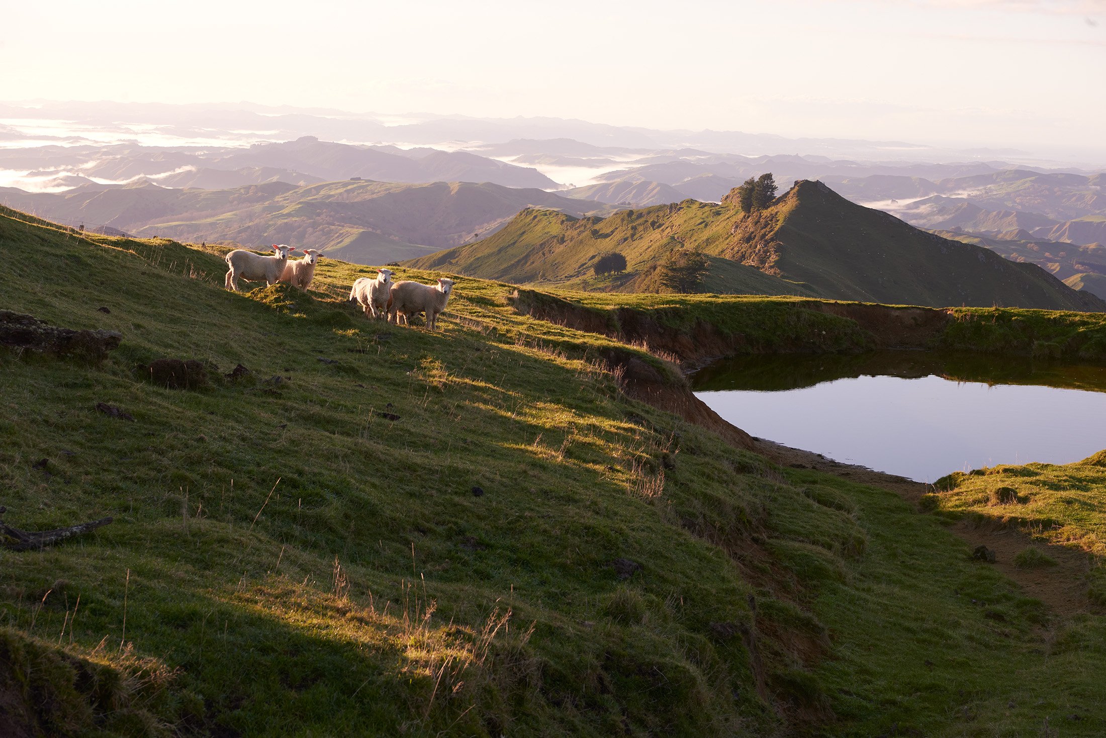 Sheep grazing on Tombleson Farm, one of the Gisborne sheep stations supplying wool to Wisewool™.