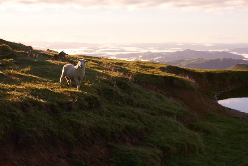 Tombleson Farm at dusk, a Wisewool™ wool-supplying sheep station in New Zealand.