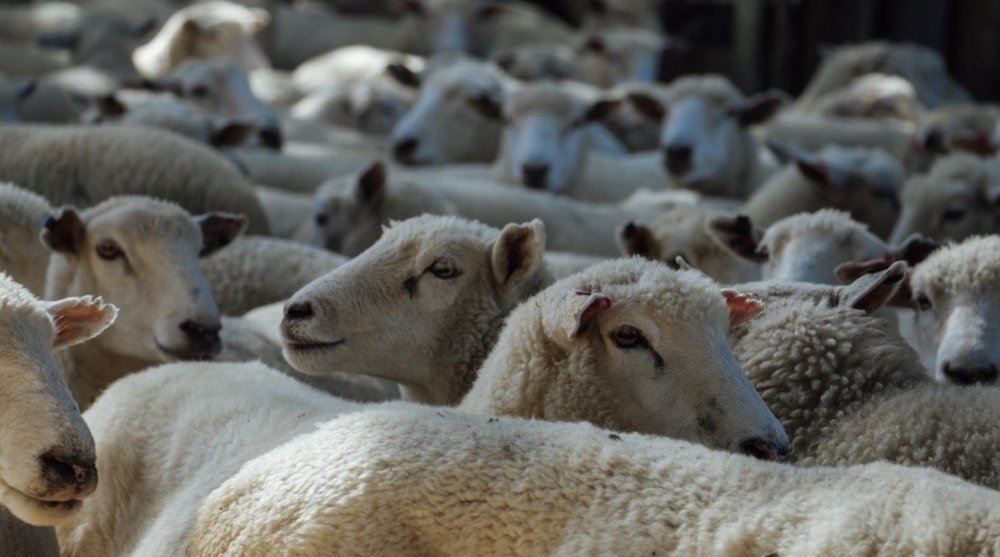 Sheep on Waihapua Station