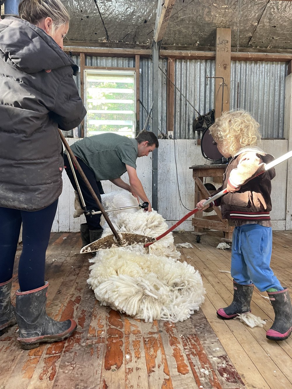 Sheep on Maranui