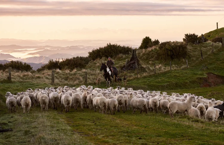 What Is Strong Wool? | Properties & Uses Explained — Wisewool