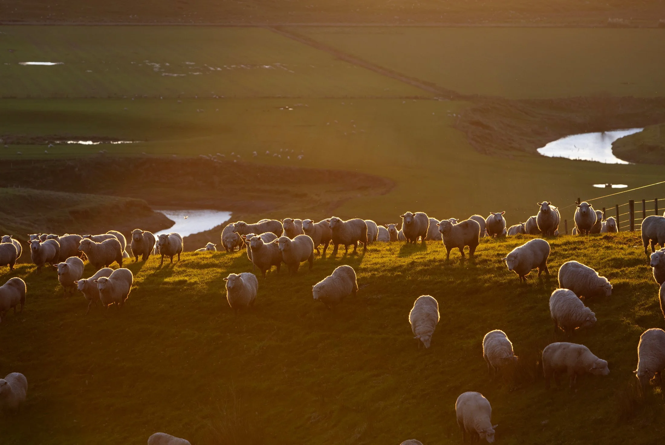 Flock of sheep at sunset on Whitiwhiti, Whangara Farm, near Gisborne, New Zealand.
