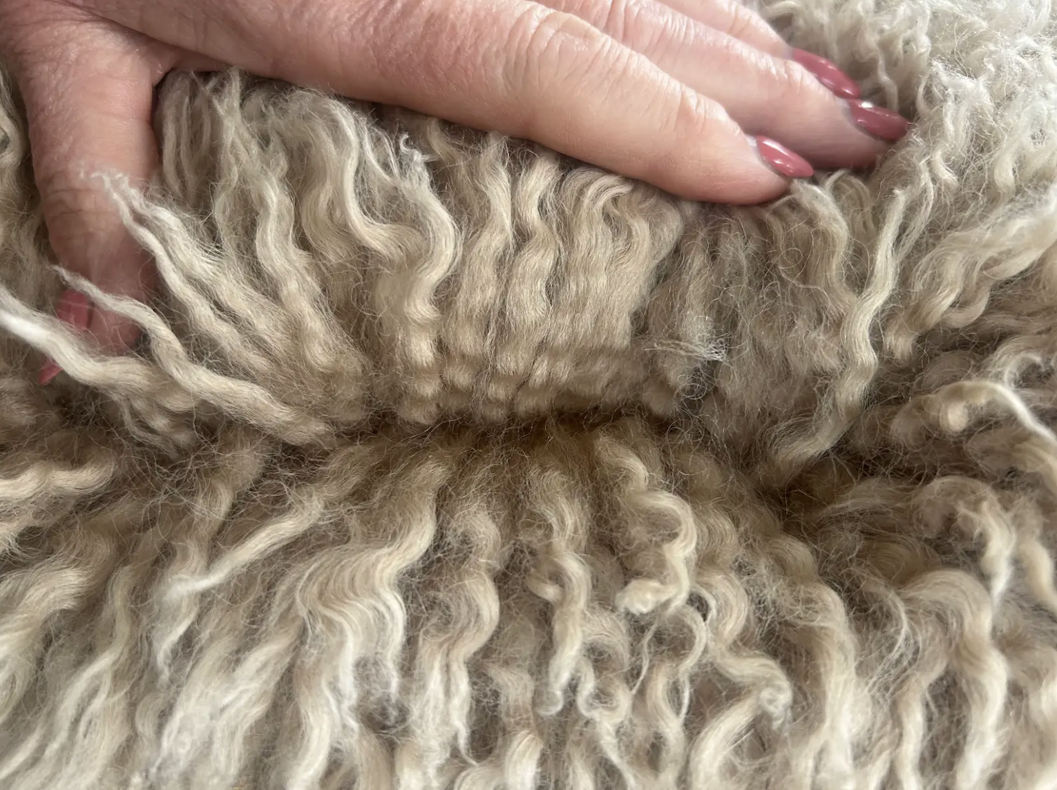 New Zealand strong wool fibre close-up showing 36-39 micron crossbred crimp — Wisewool uses mainly 36-39 micron ensuring even stronger crimp