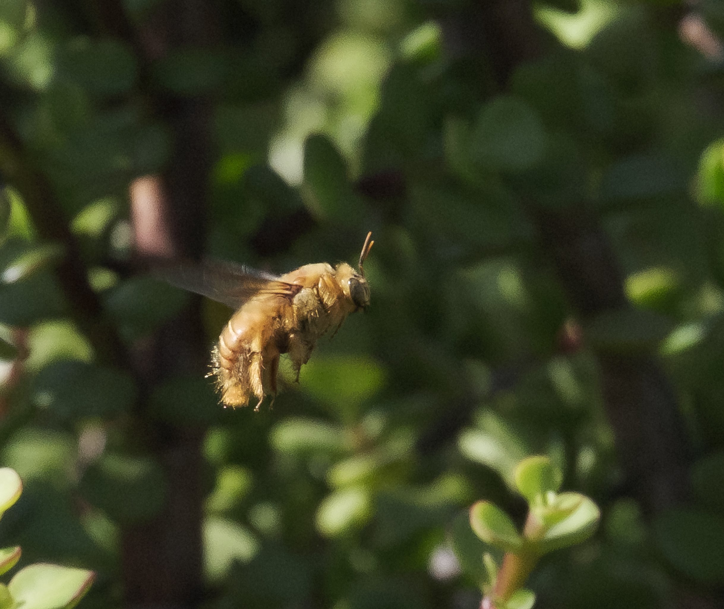 Humming along