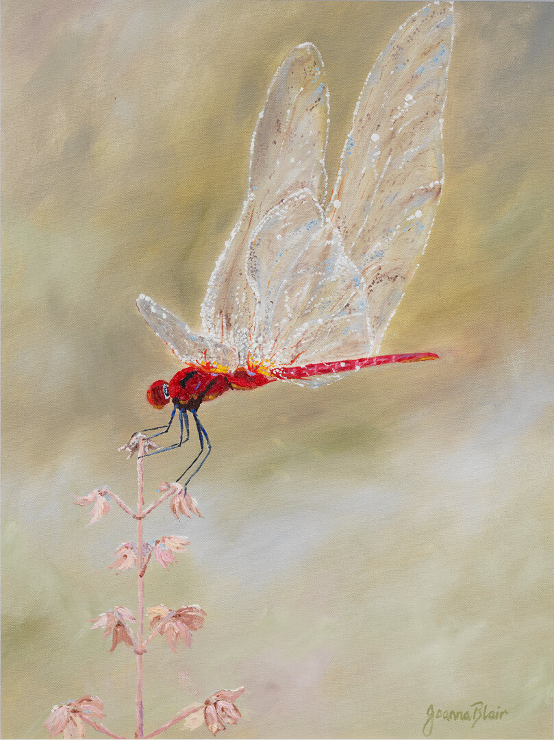 Sketchbook: Red Dragonfly - small
