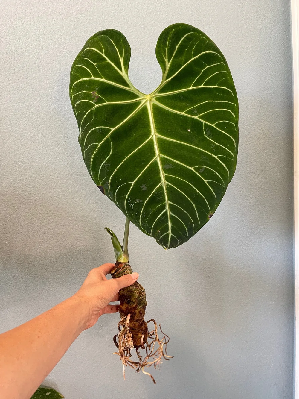 Anthurium Regale Large — PlantHaul