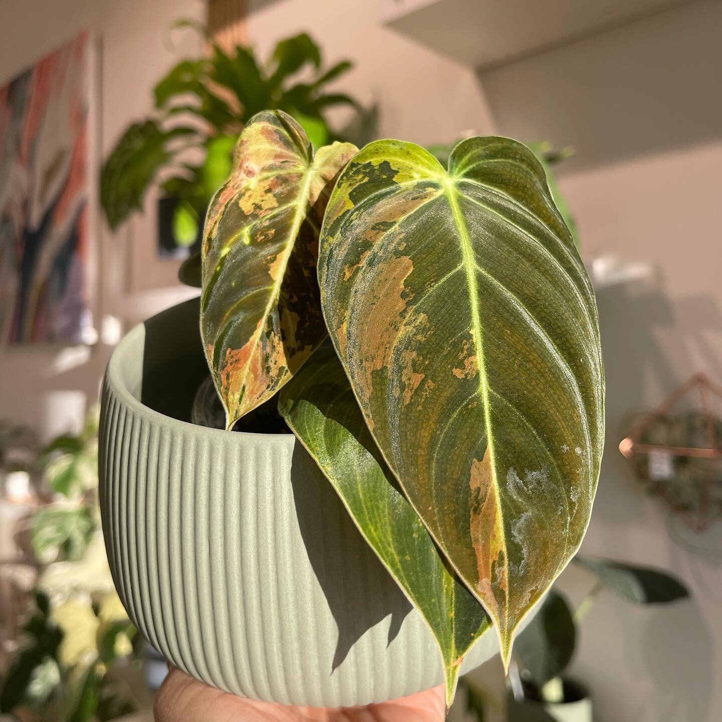 #variegatedphilodendronmelanochrysum surprisingly easy to grow and did not suffer much from transportation. The newest leaf (on the left) is promising, showcasing a range of color from pink, burnt sienna, cream, lime green and green. The most interes
