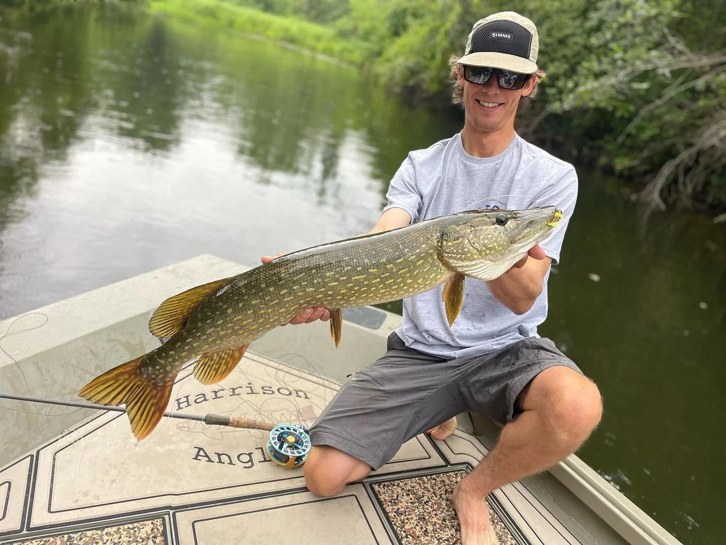 Waters getting low on dissolved oxygen and high on temp. Stick to the #deerfield and #swift until it rains so levels and temps can get better!@cam_chioffi with a fish from a few weeks back. #fishitwell #sextant #esox #pikeonthefly #bleedwater #flylif