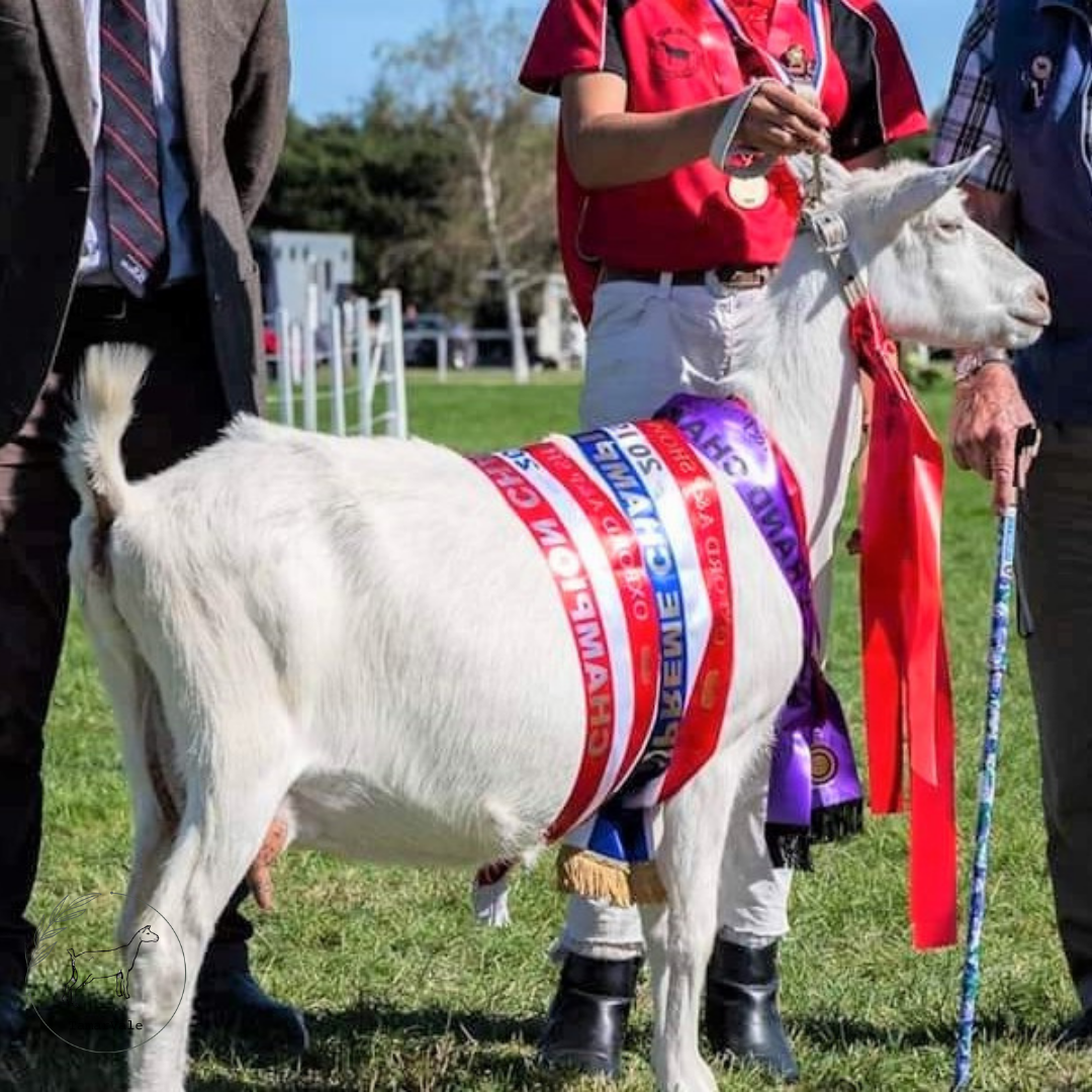 Canterbury Dairy Goats For The Love Of Goat