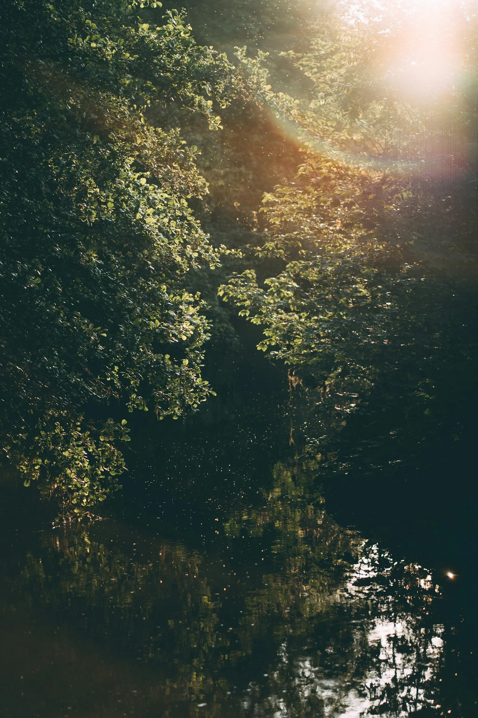 Sunlight shining through tree branches into a calm river with reflections of the foliage. Virtual IFS and EMDR therapy in California for queer and trans people. 