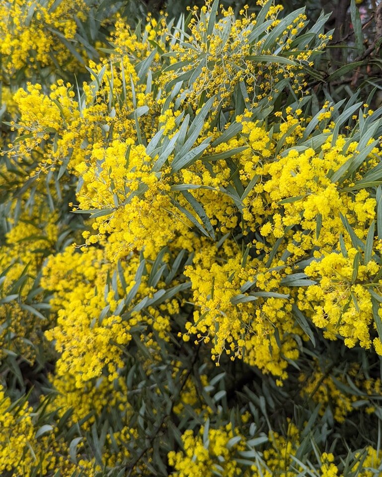 Happy National Wattle Day! (Or the first day or Spring!)

One of my favourite things about living in Canberra is the gorgeous and varied wattle we see at the end of winter / start of spring. 

#wattleday #canberralife