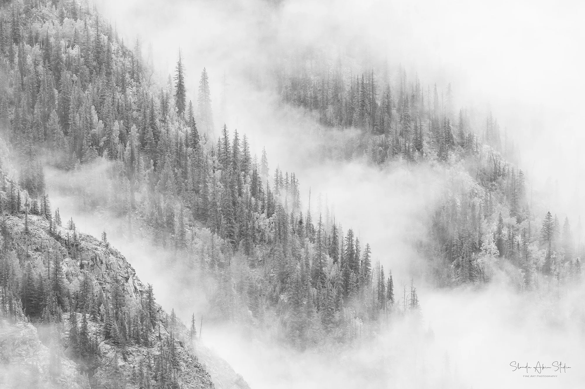 A black and white photograph of a foggy mountain landscape with tall, pine trees on steep slopes and mist covering the scene.