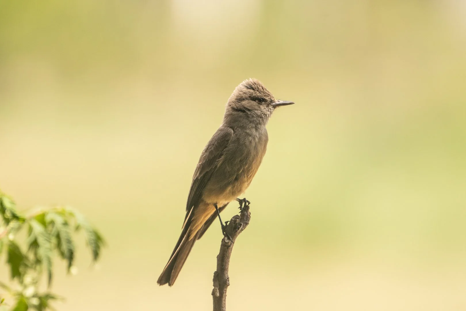 Western Wood Peewee 2.jpg