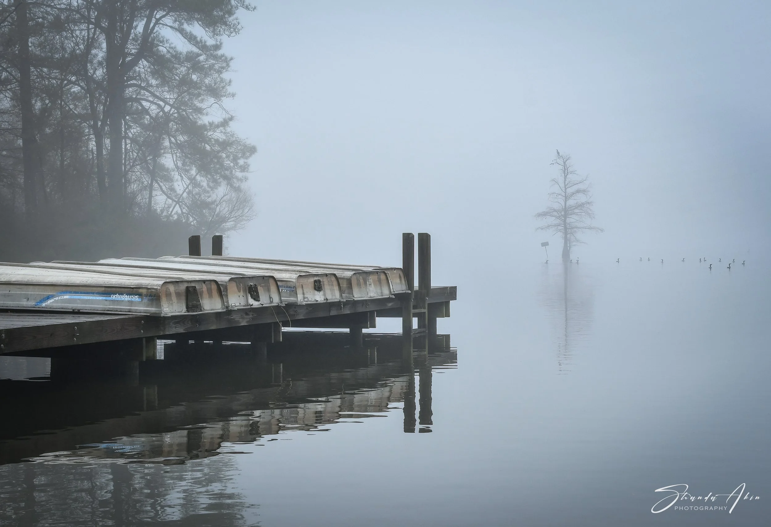Photograph of swampy lake in Virginia