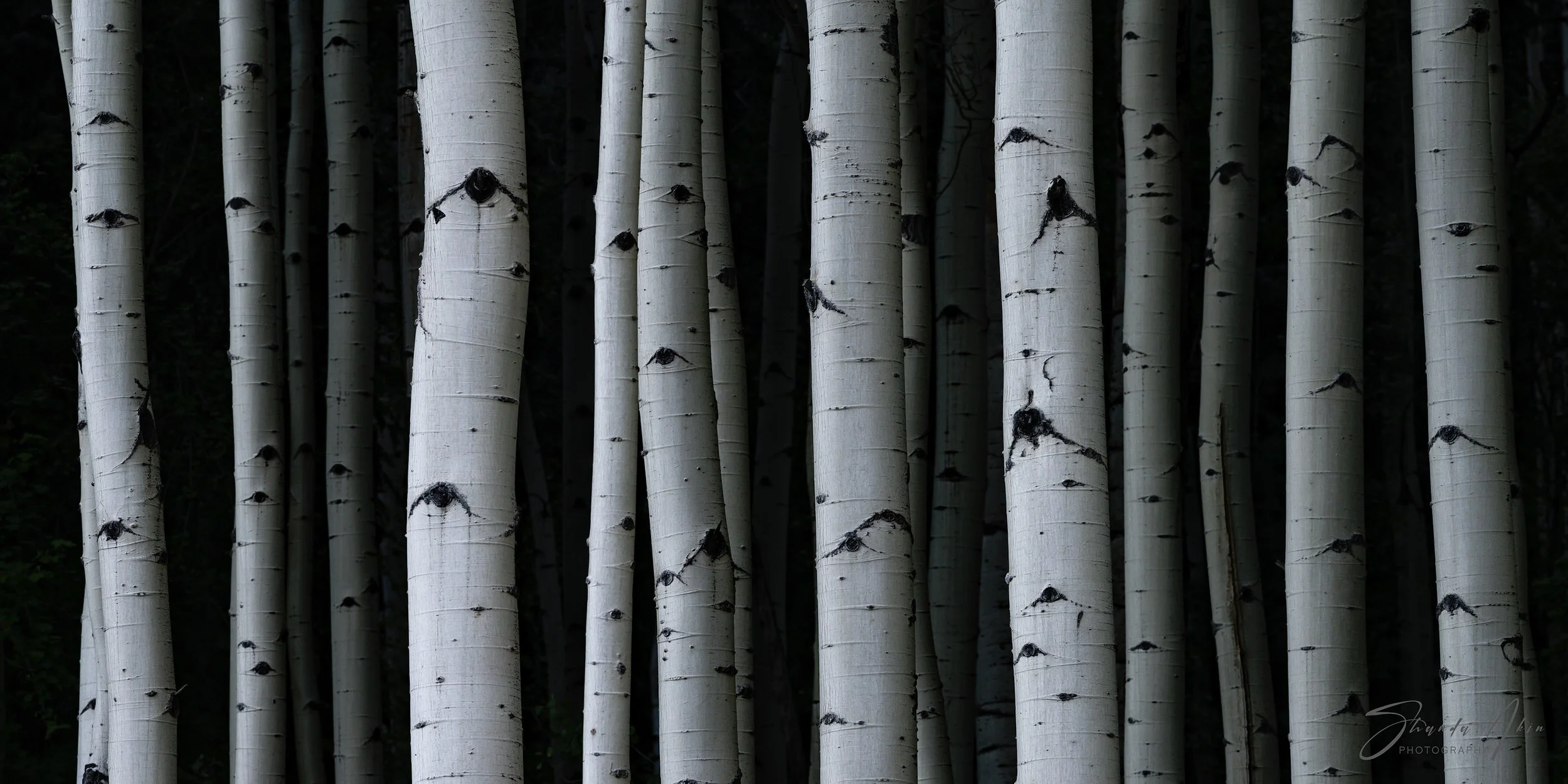 Aspen Trees in Colorado