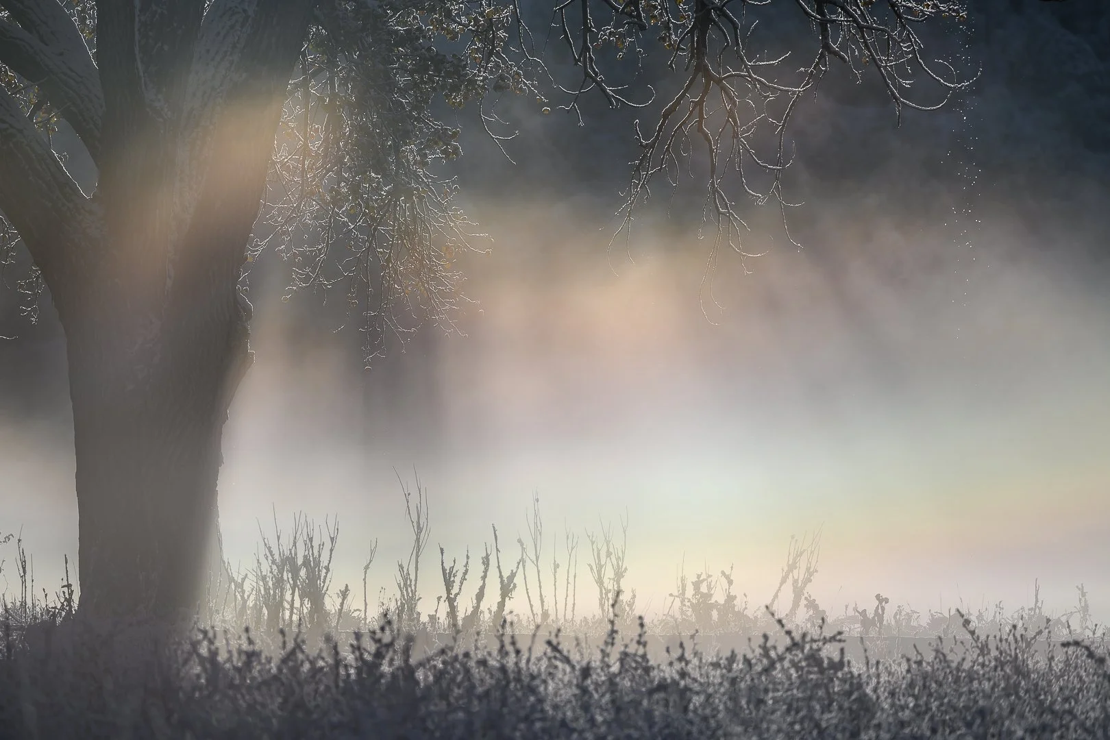 SA3_2822-Foggy Tree.jpg