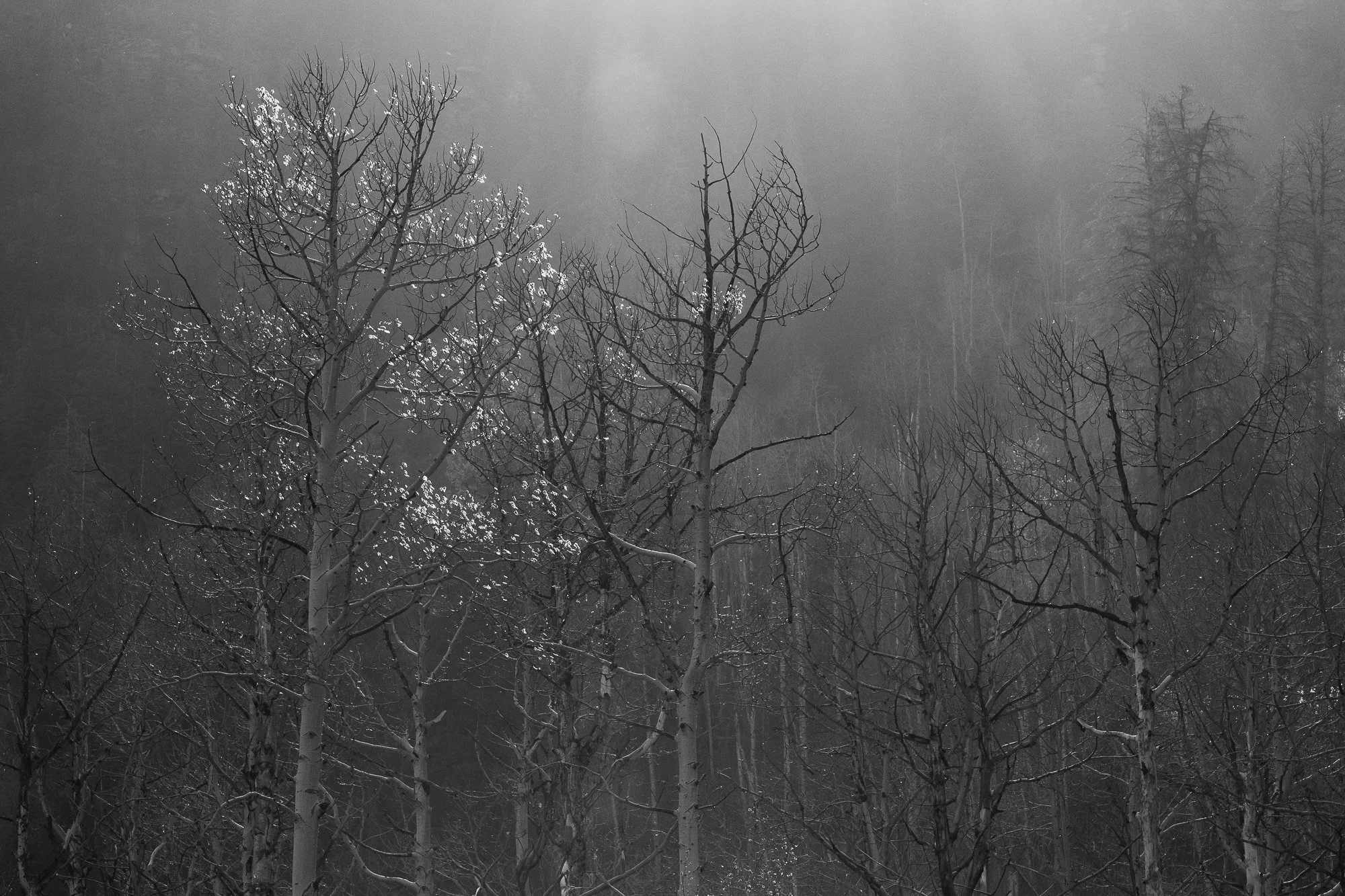 JBEVA-Shanda Akin-11.jpg