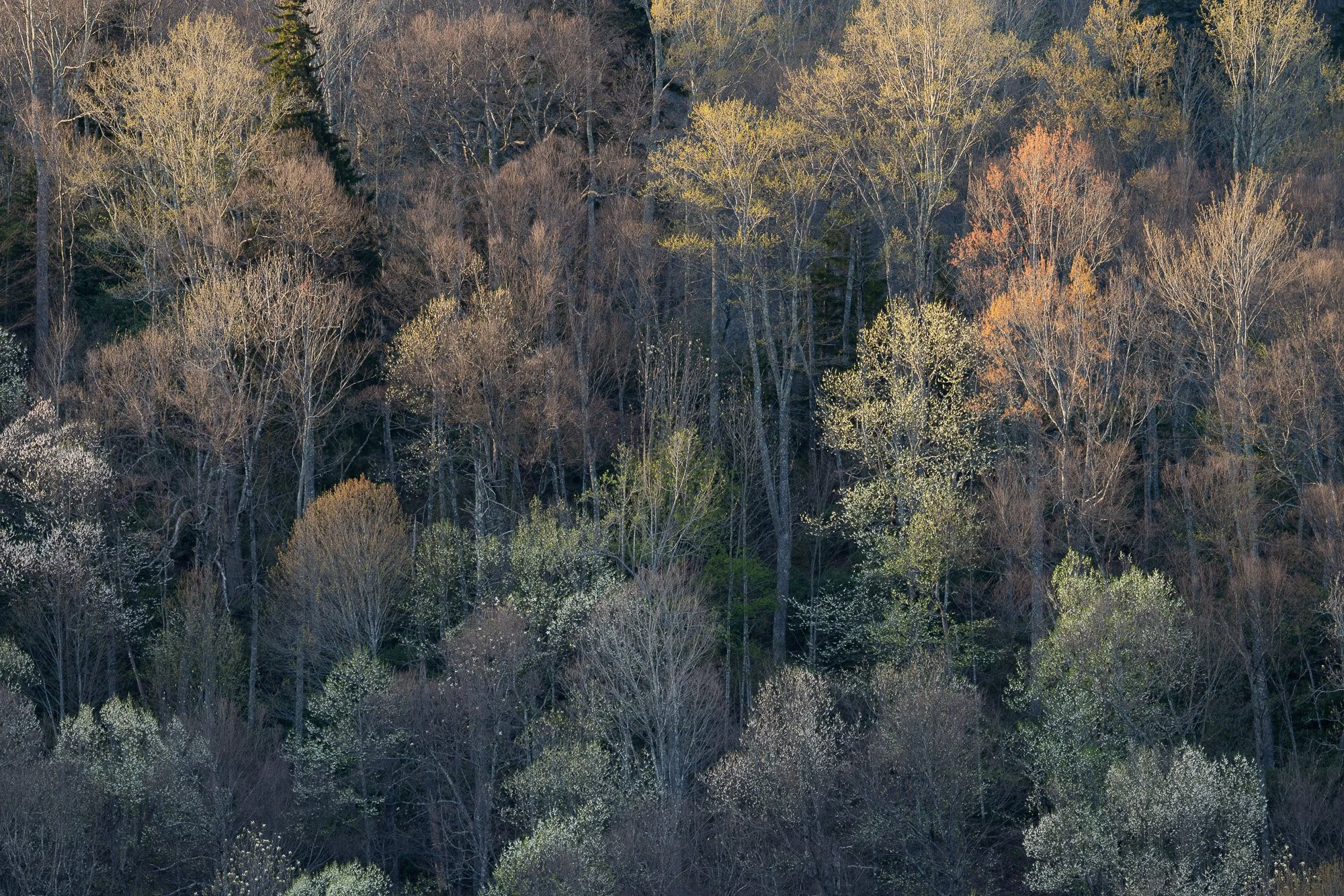 Trees-in-Smokey-Mountains-8.jpg