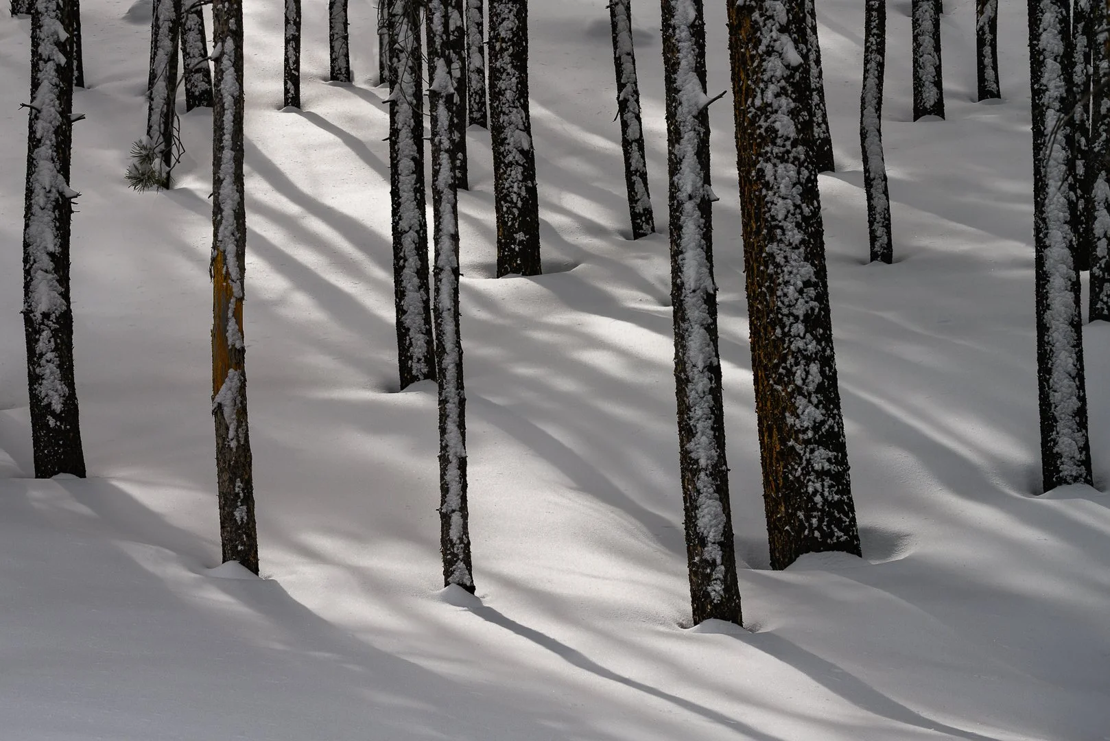 Shanda Akin Nature Photography-9.jpg