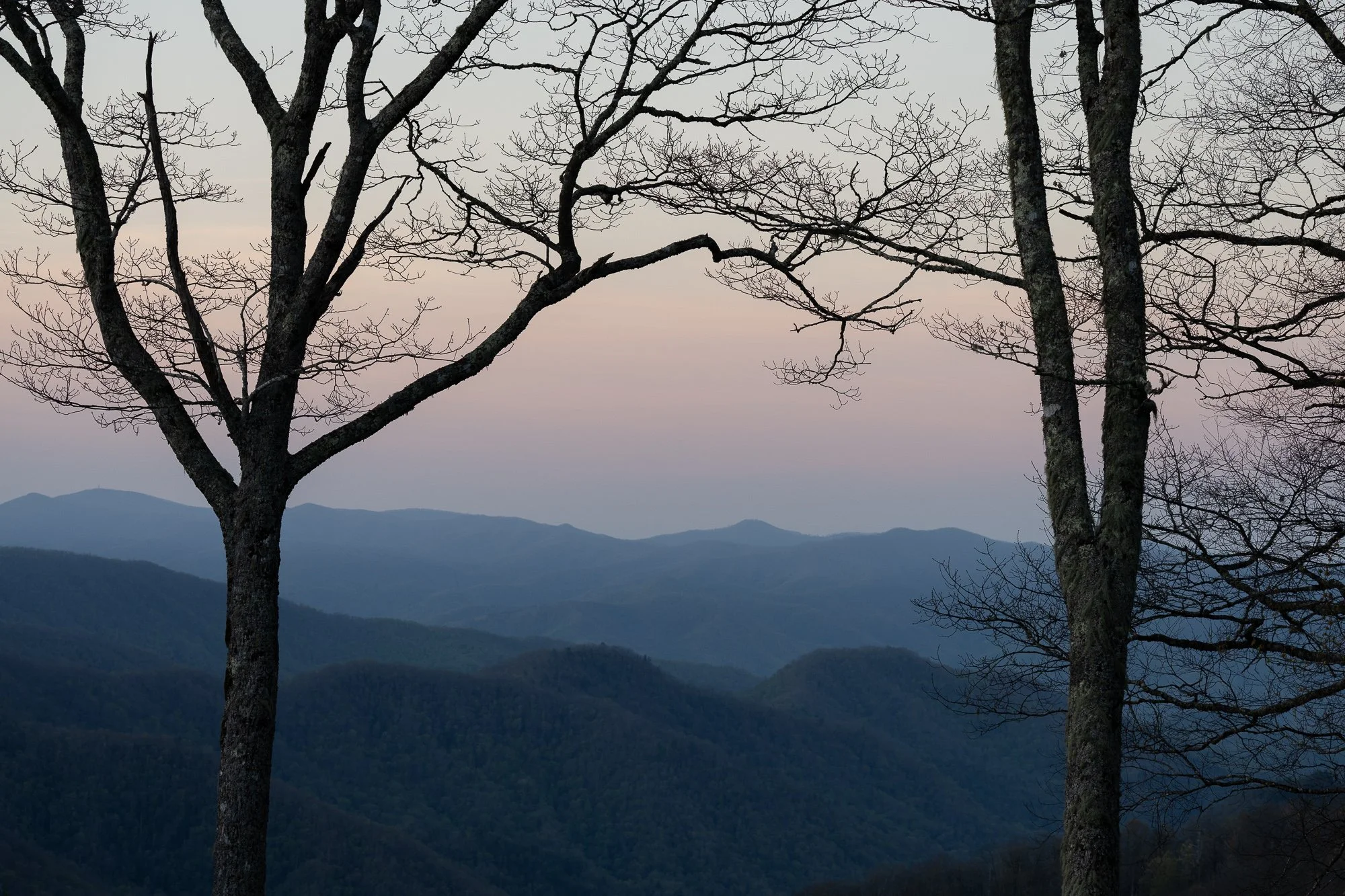 Trees-in-Smokey-Mountains-12.jpg
