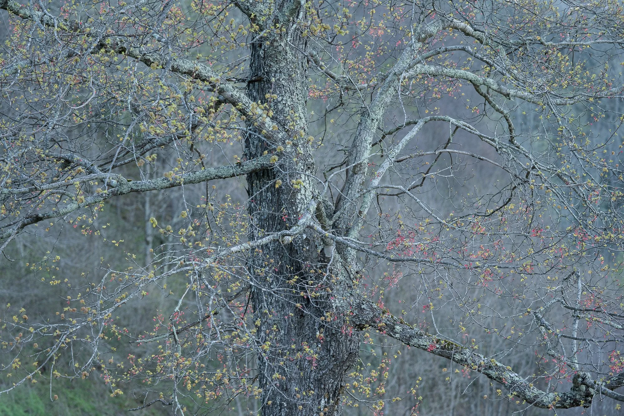 Trees-in-Smokey-Mountains-9.jpg