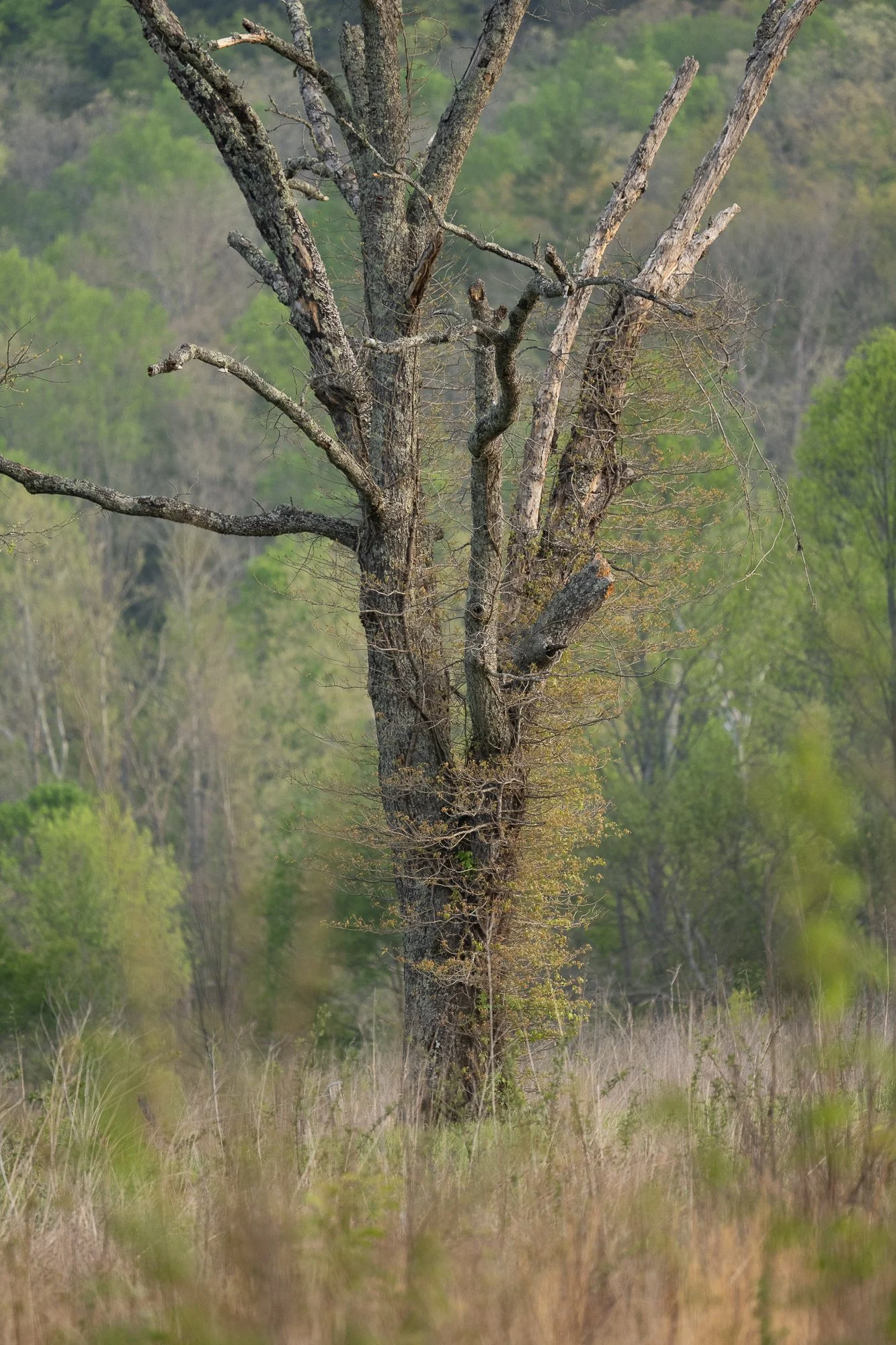 Trees-in-Smokey-Mountains-5-2.jpg