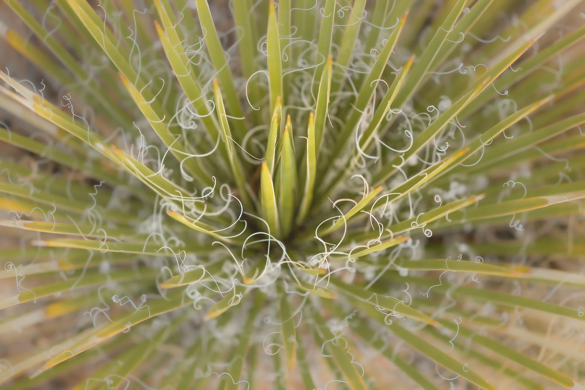 Close-up view of a spiky green and yellow succulent plant with curly white filaments on top.