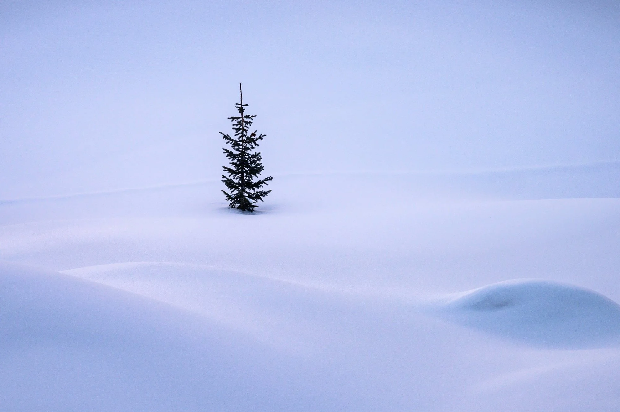 A solitary pine tree stands in a snow-covered landscape with smooth, wave-like snow formations. The sky is overcast and gray.