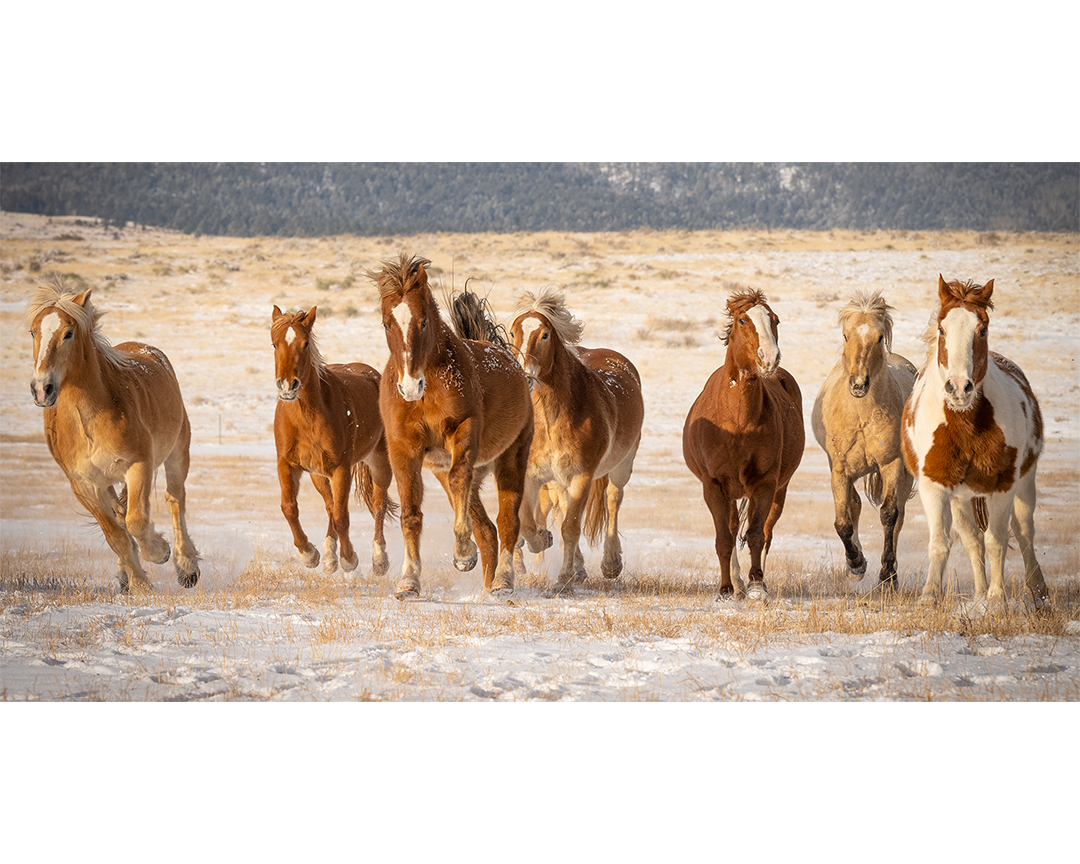 Run Free Photograph.png