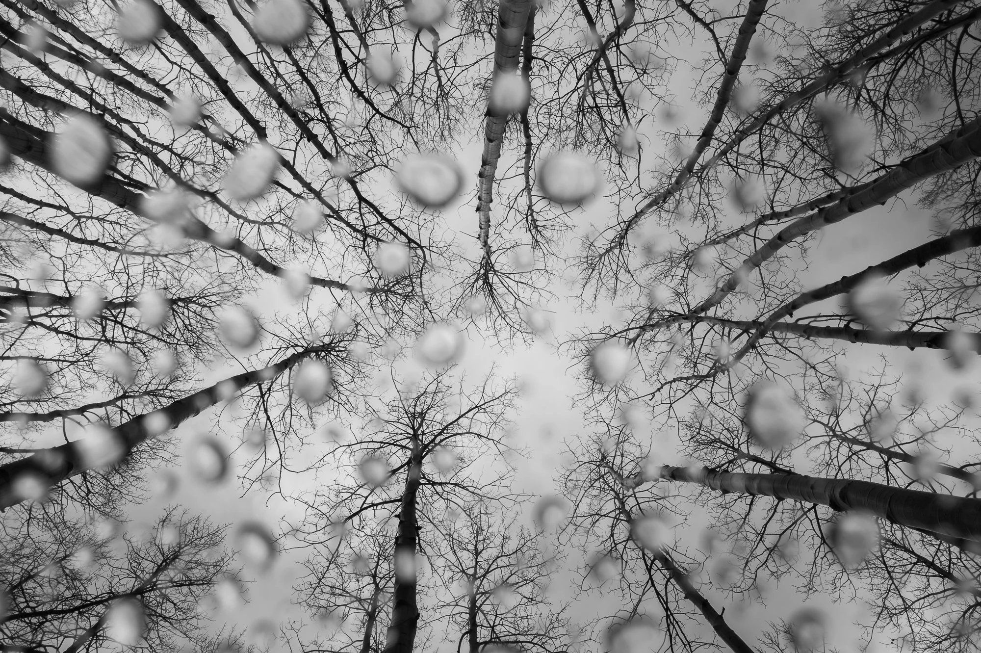 Looking up at leafless trees through a rain-covered glass or plastic, with water droplets in focus in the foreground and the cloudy sky visible in the background.