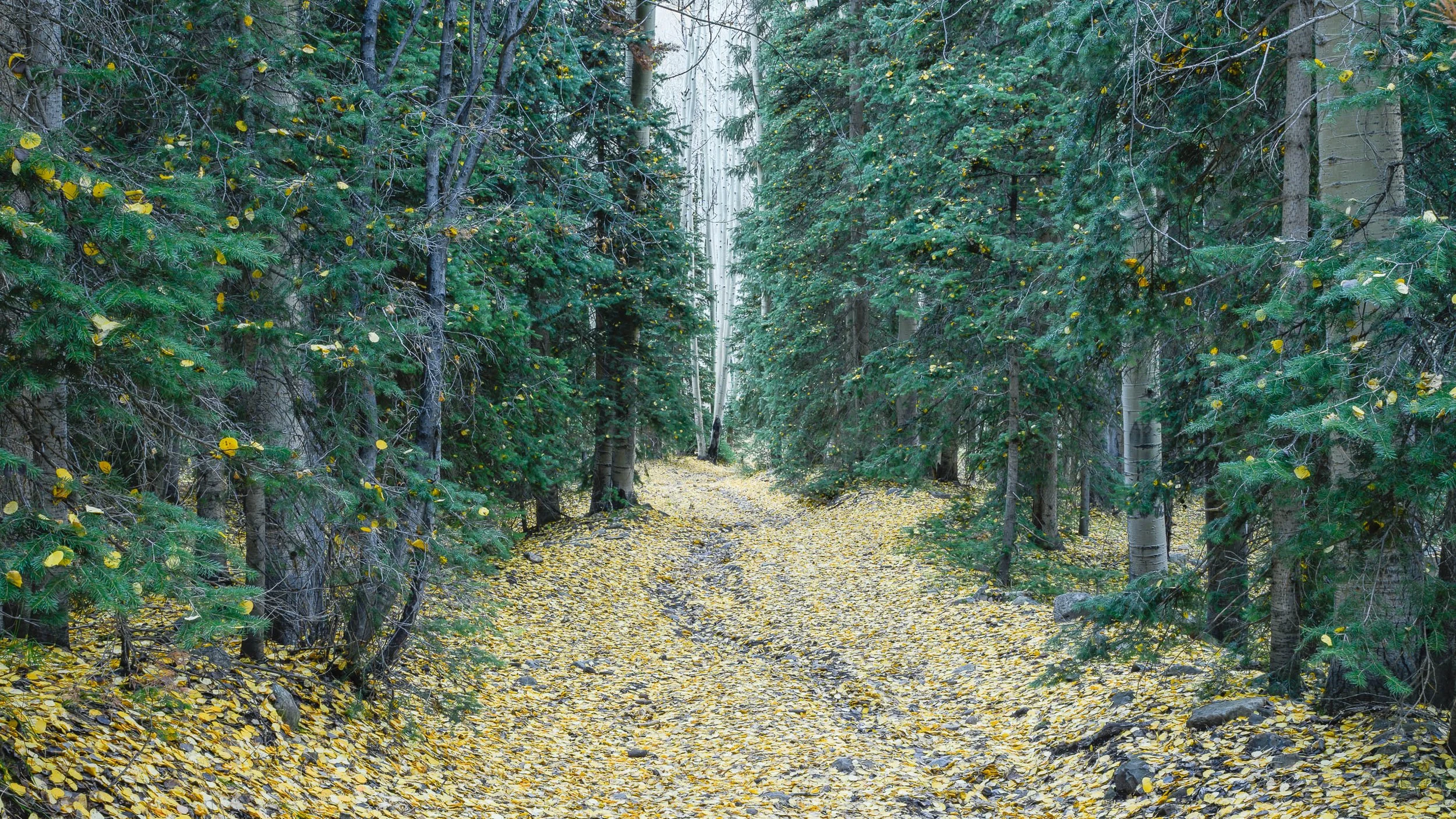 Finding a Path Forward