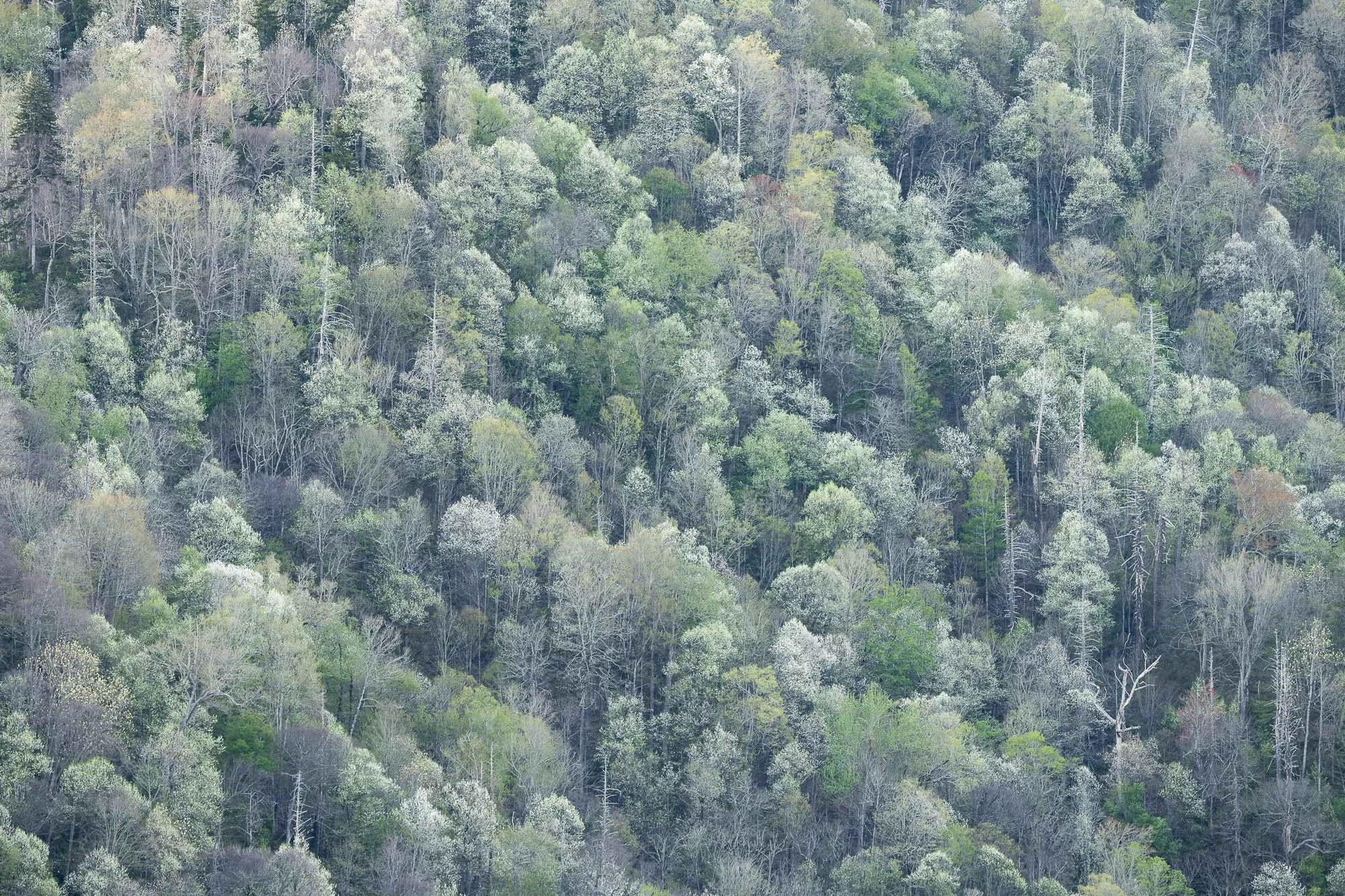 Trees-in-Smokey-Mountains-1.jpg