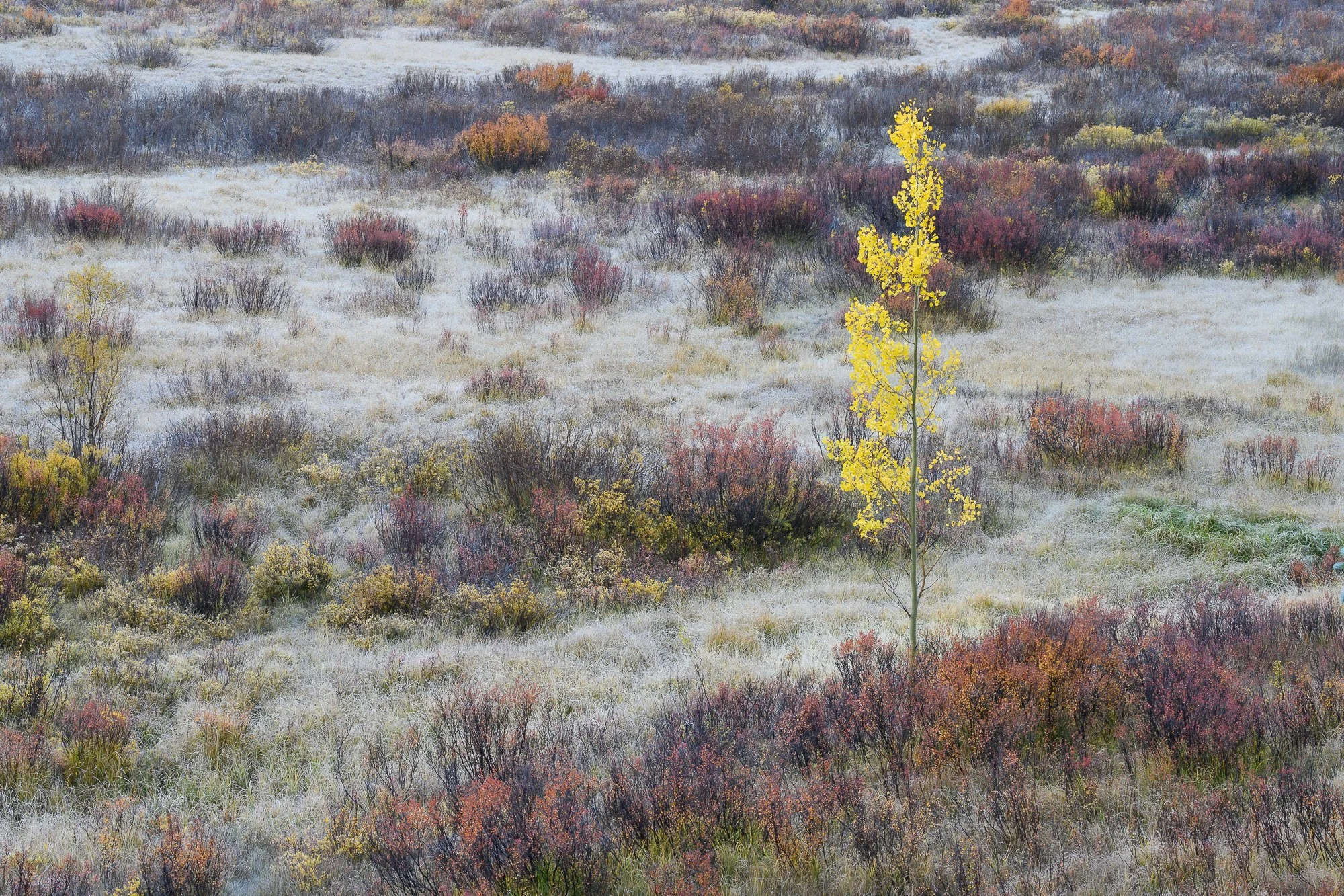 A lone yellow plant standing tall in a colorful, frosty landscape of shrubs and grasses.