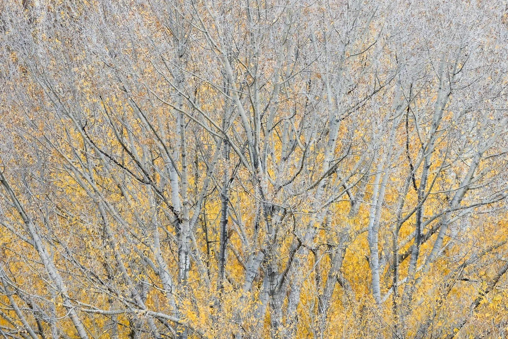 Close-up of leafless trees with white bark and yellow leaves in the background.