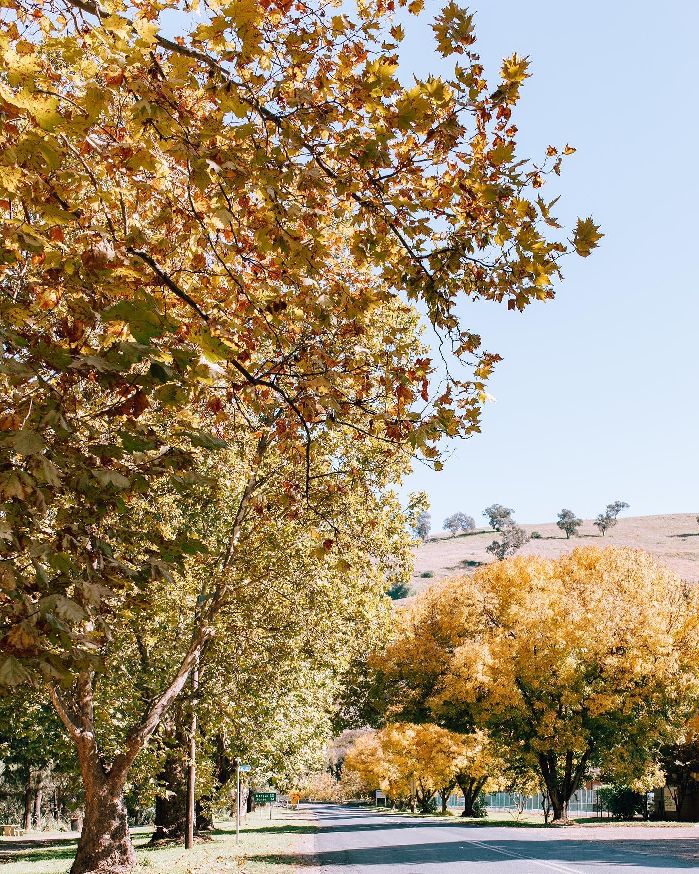 Autumn in Gundagai 

#hilltopsregion