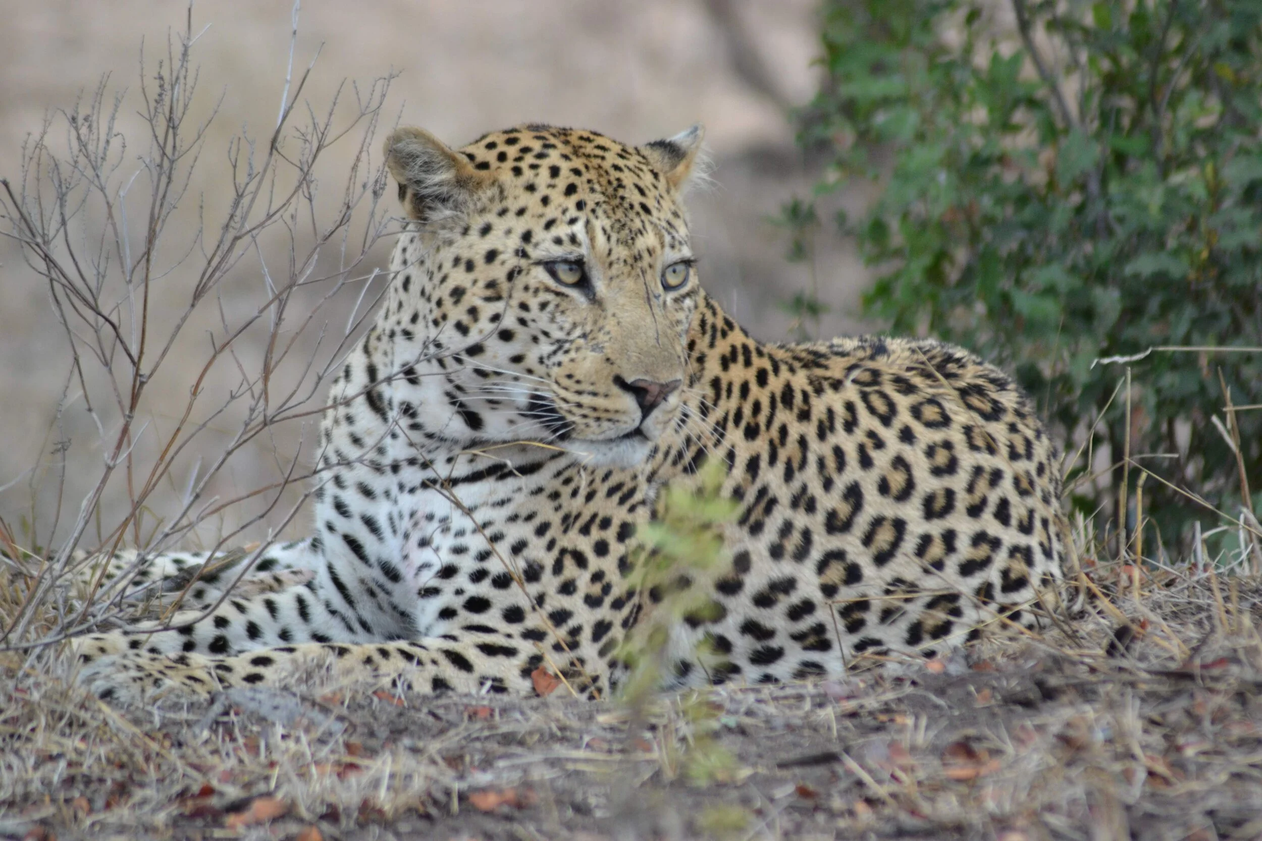 Kruger National Park, South Africa