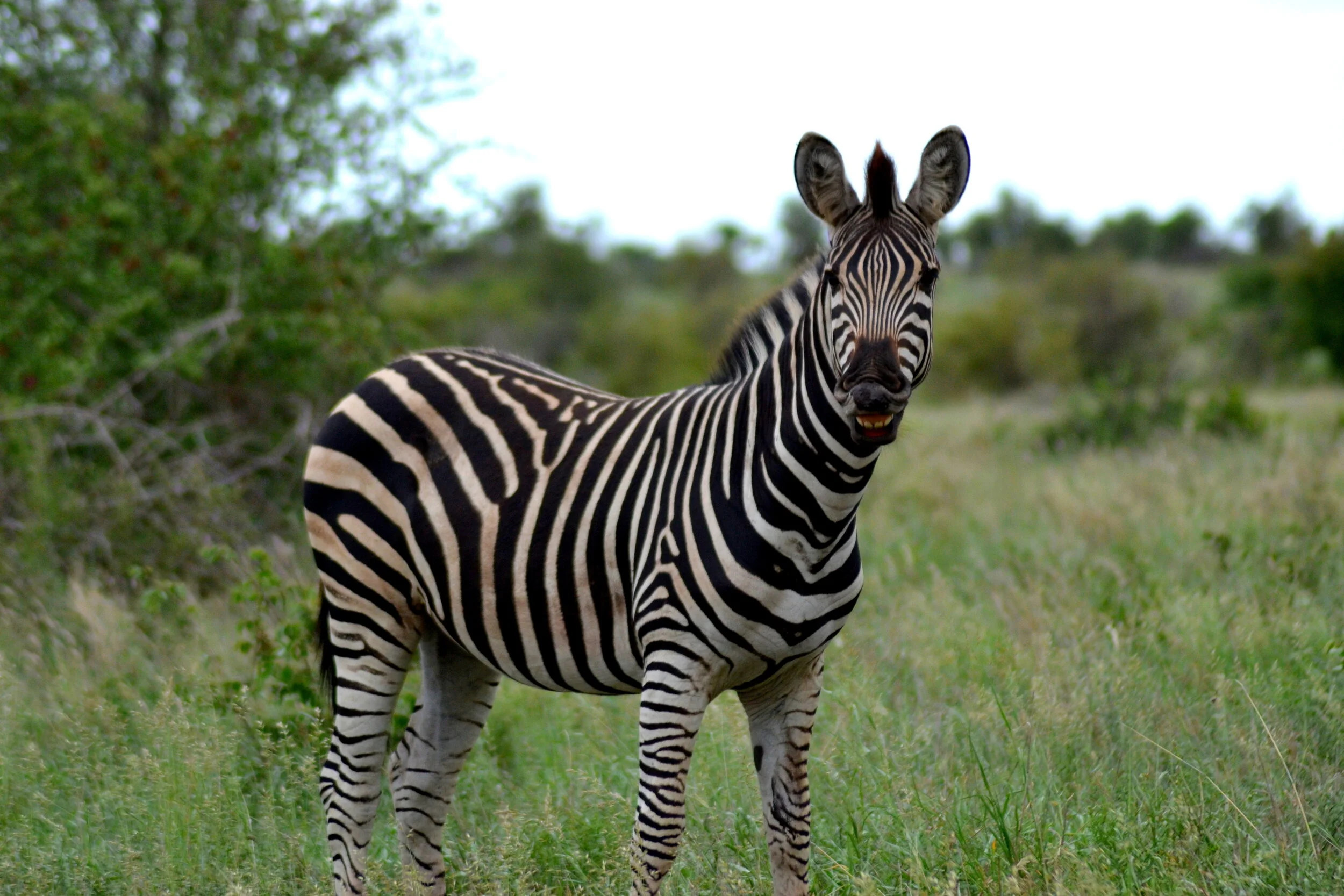 Kruger National Park, South Africa