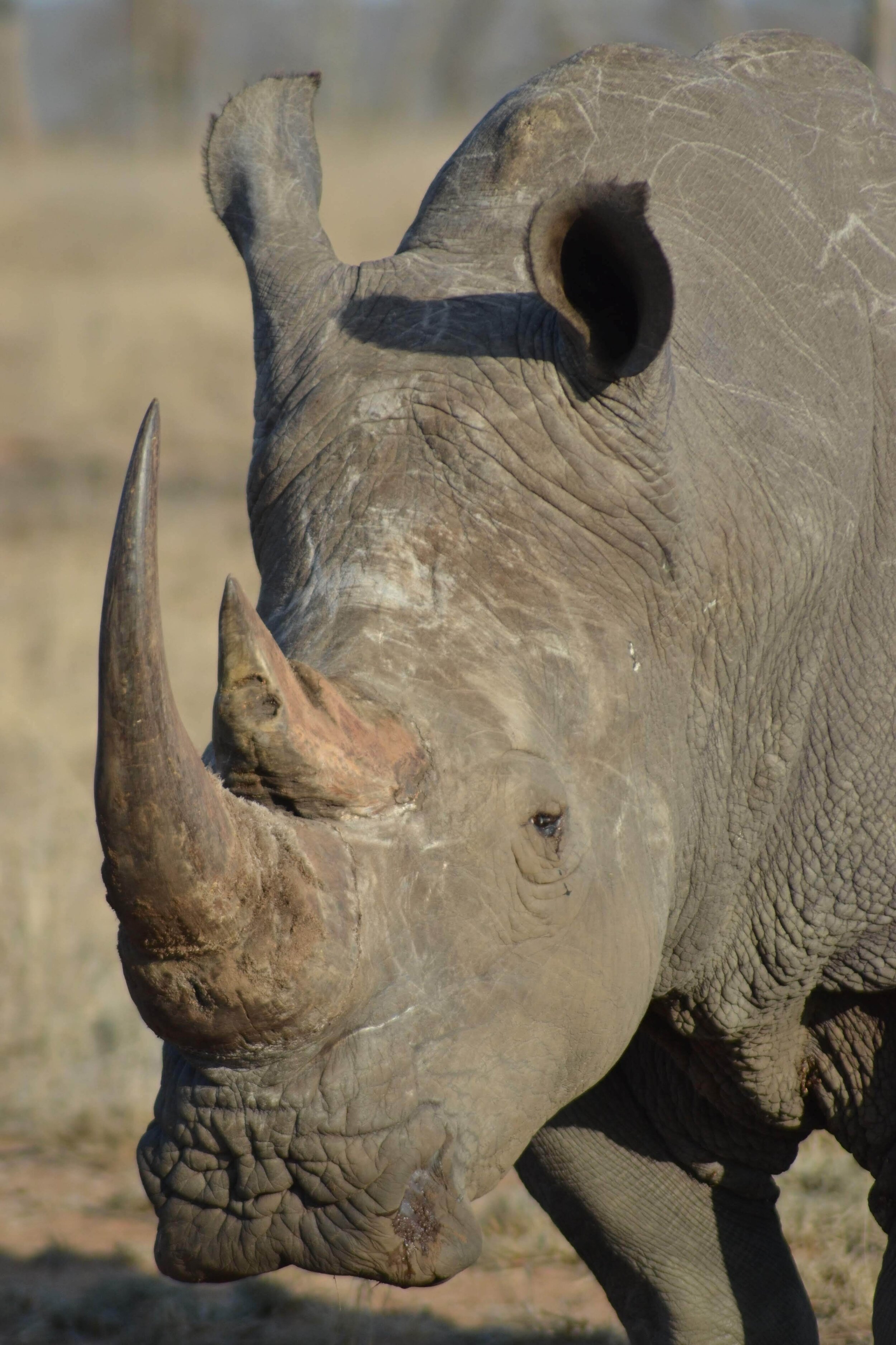 Kruger National Park, South Africa