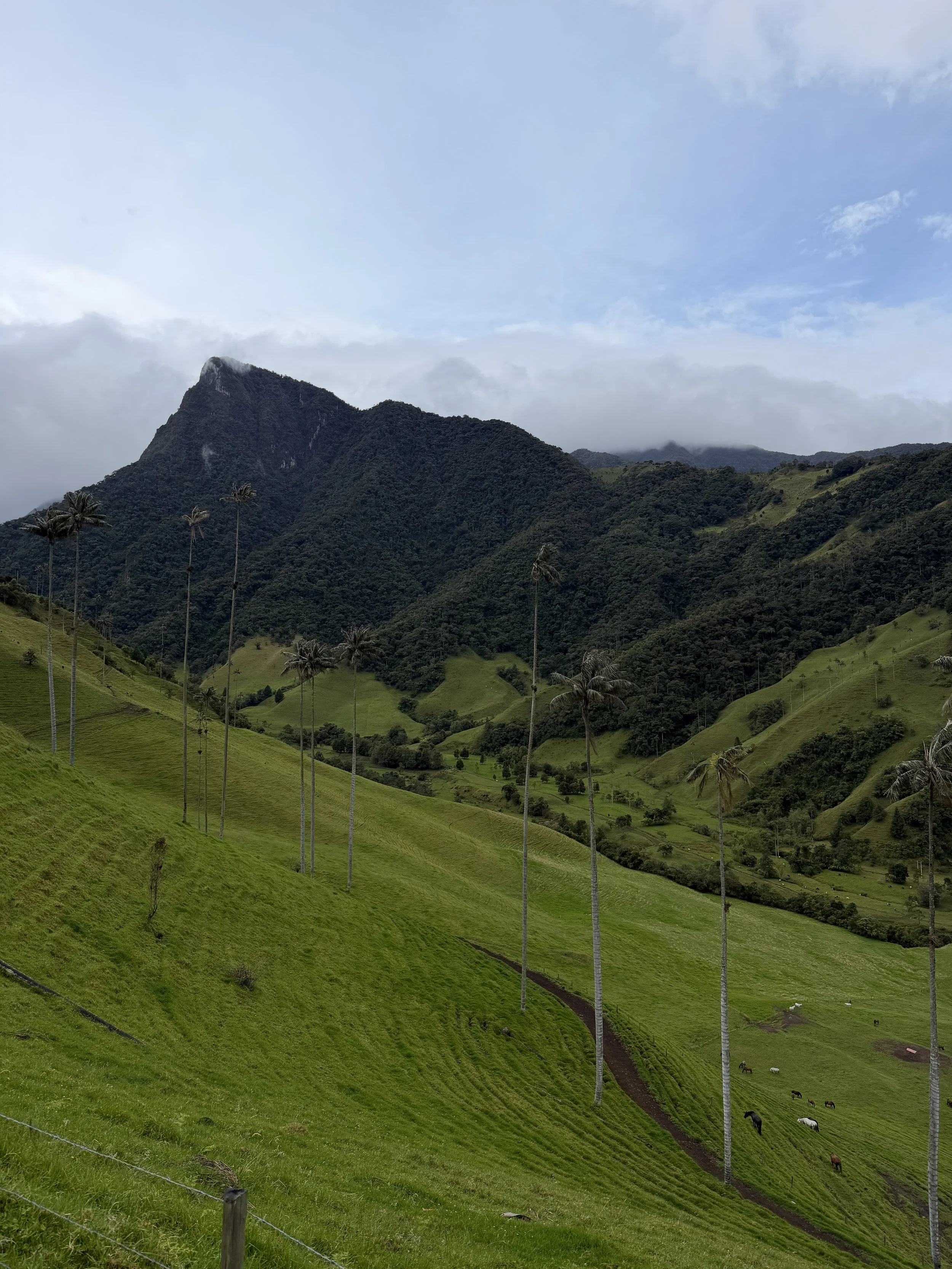 Valle del Cocora