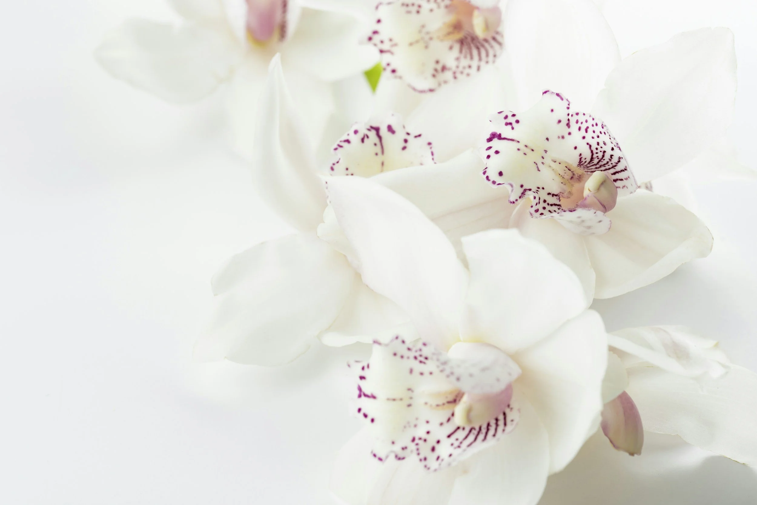 Weiße Orchideenblüten mit roten Flecken auf hellen Blütenblättern.