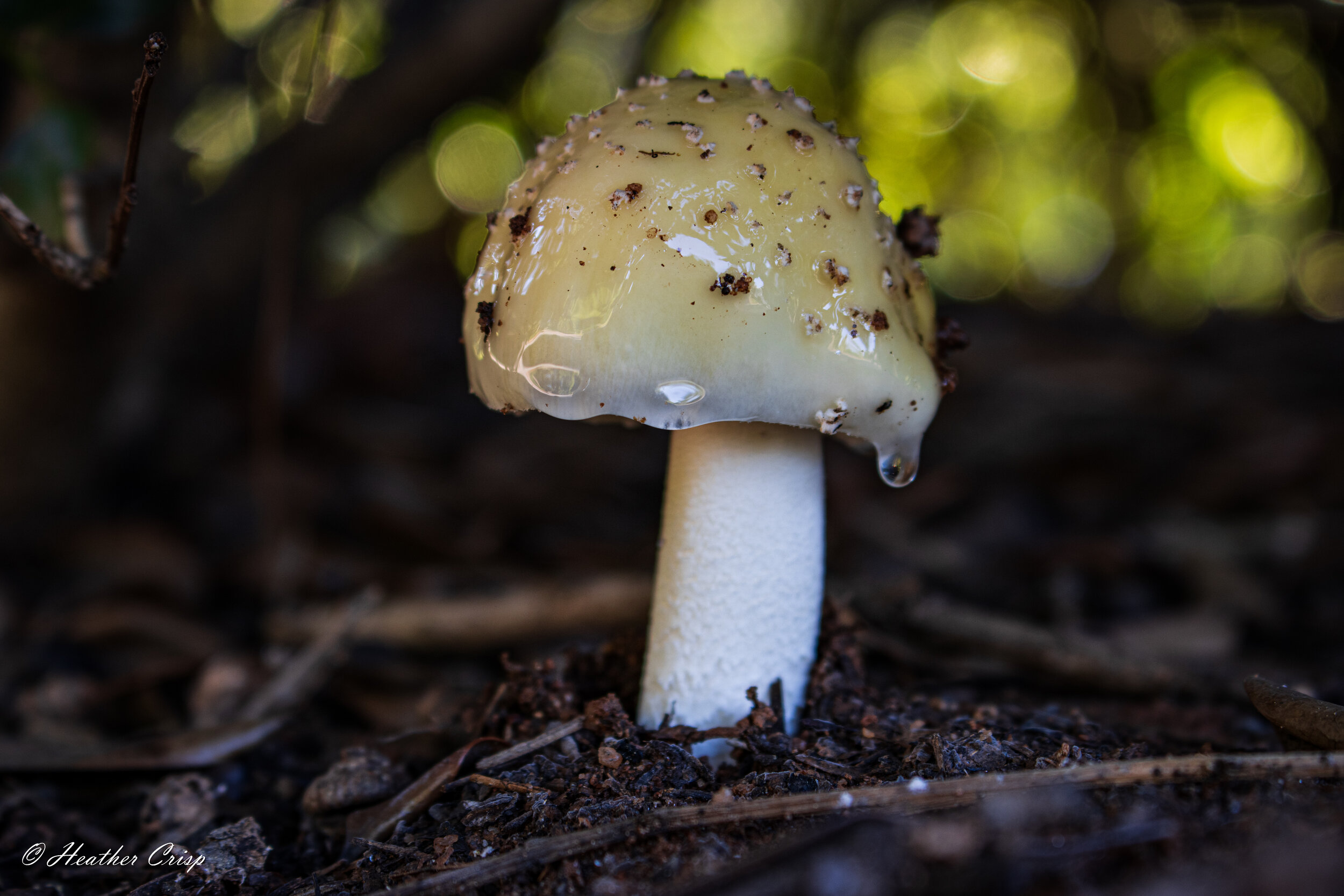 Mushroom under the stars-1.jpg
